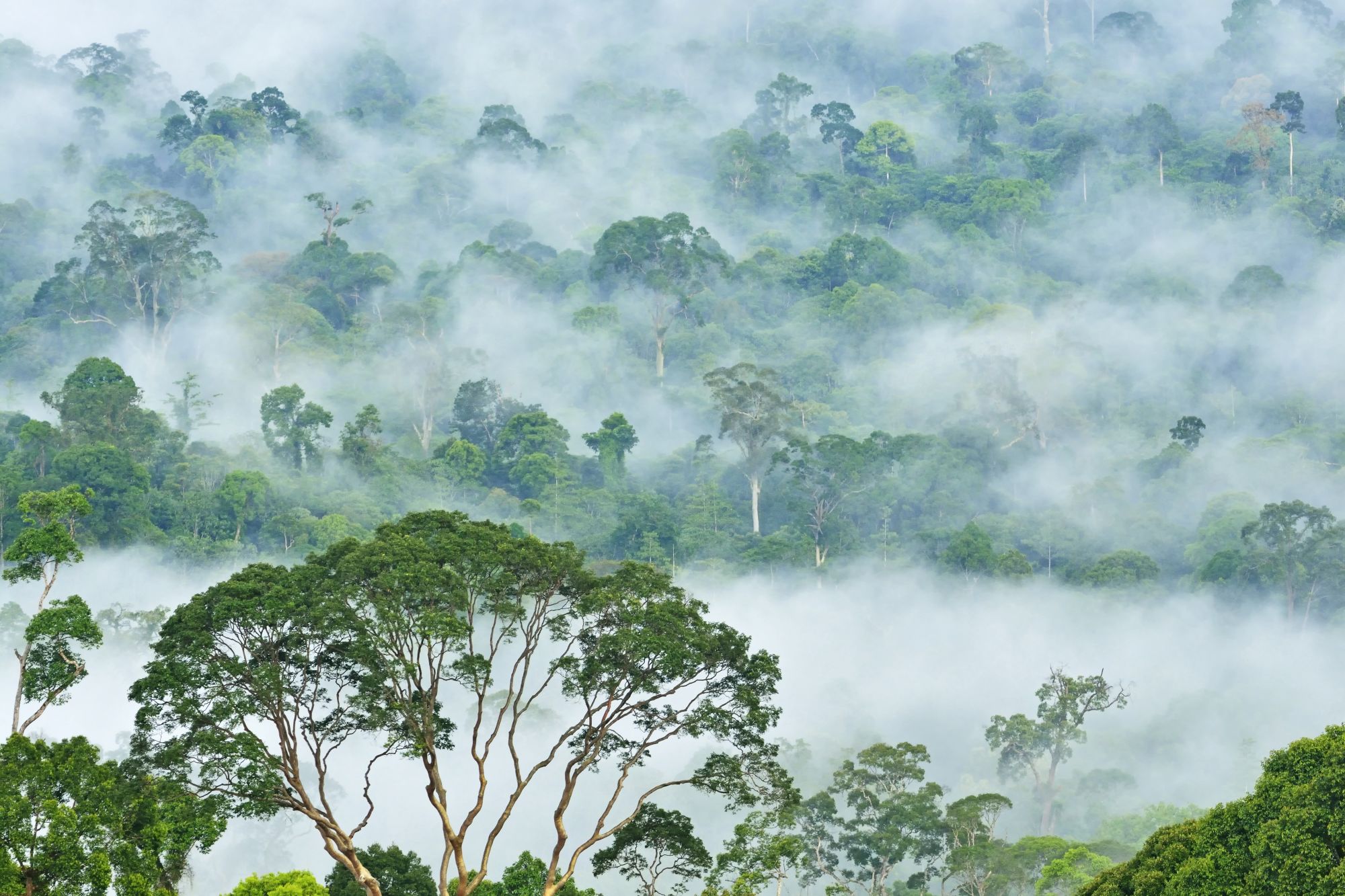Borneo Wildlife / Borneo Rainforest Lodge ab Kota Kinabalu: Danum Valley misty morning