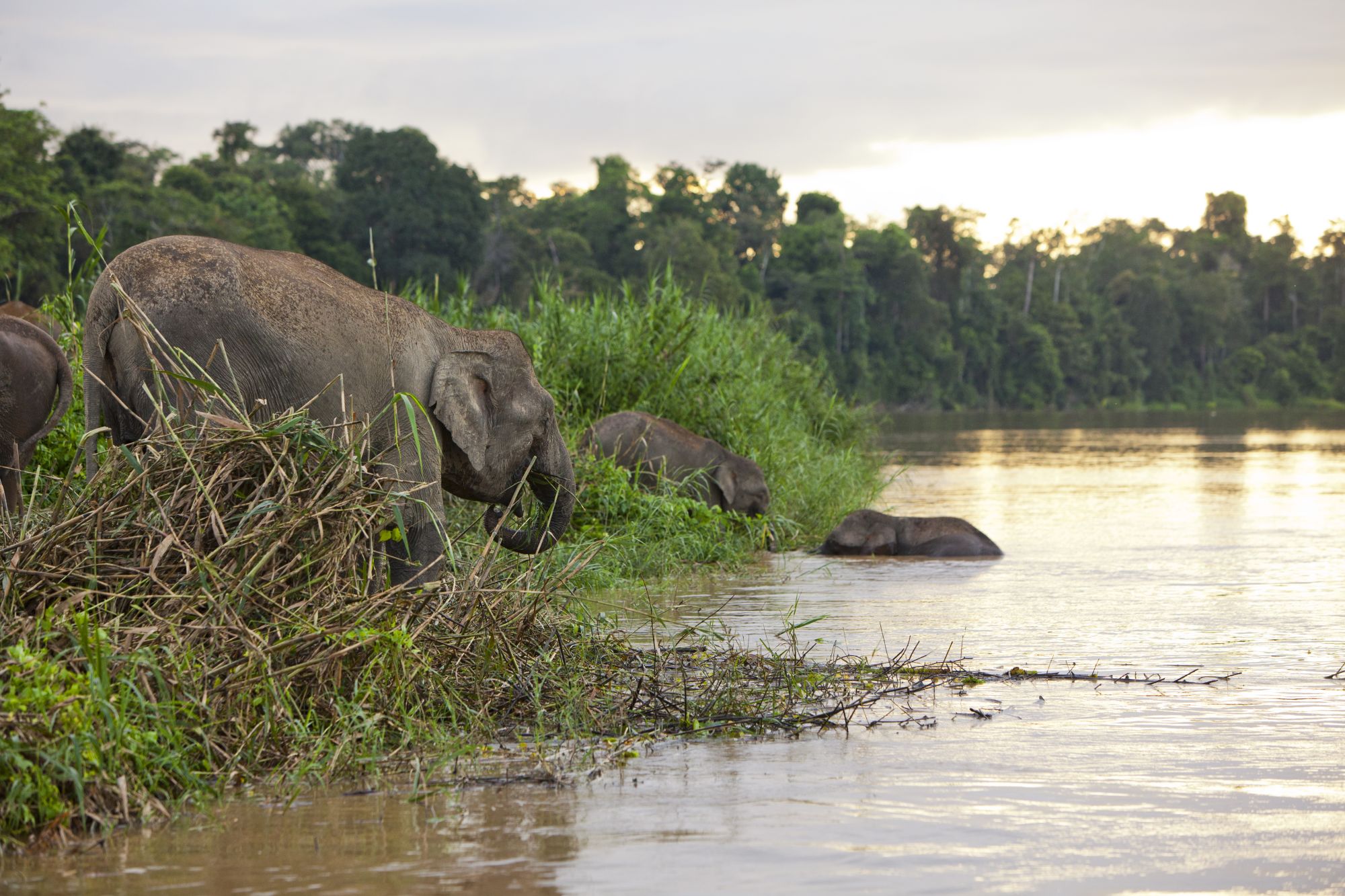 Borneo Wildlife / Borneo Rainforest Lodge ab Kota Kinabalu: Kinabatangang River