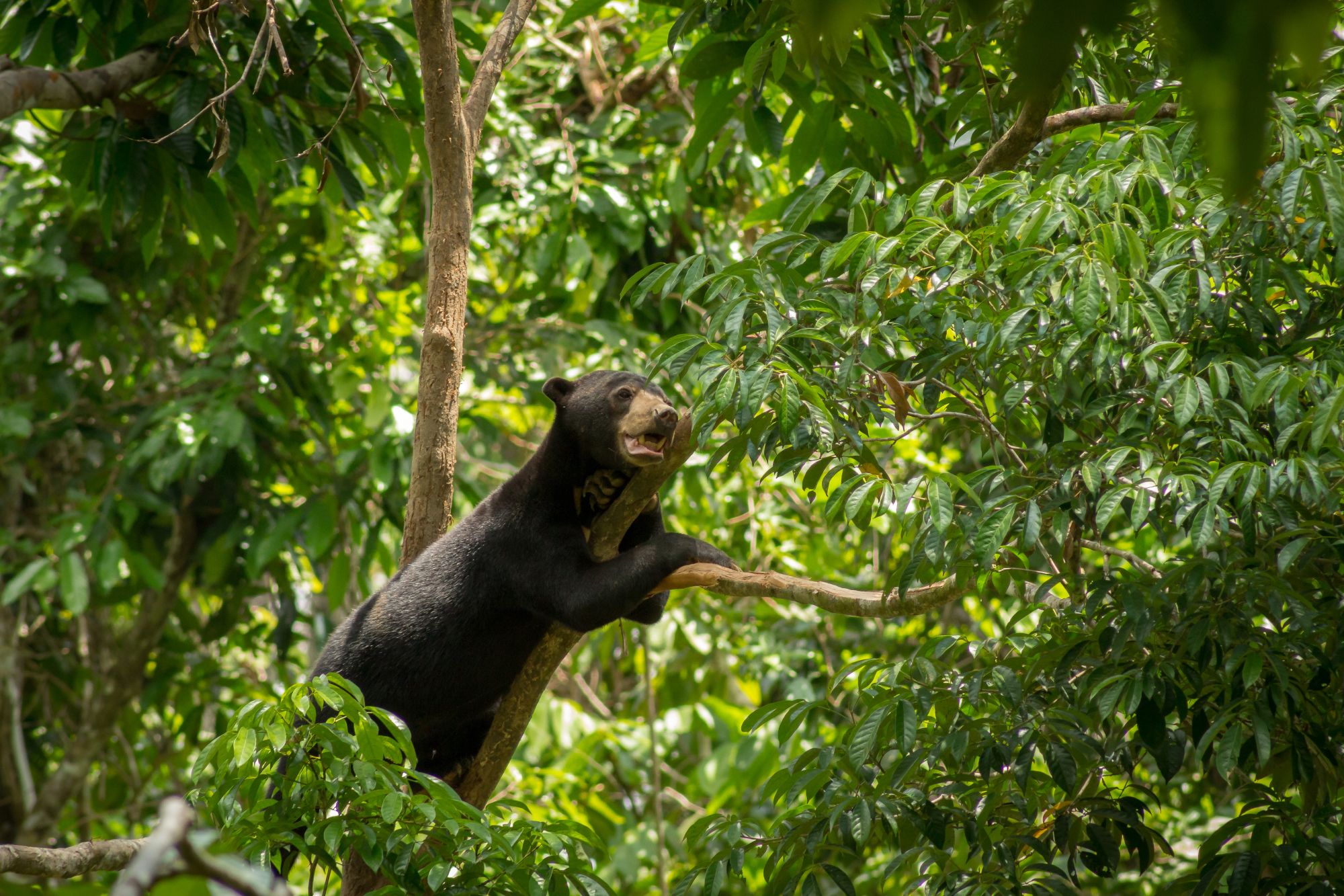Borneo Wildlife / Borneo Rainforest Lodge ab Kota Kinabalu: Sun Bear