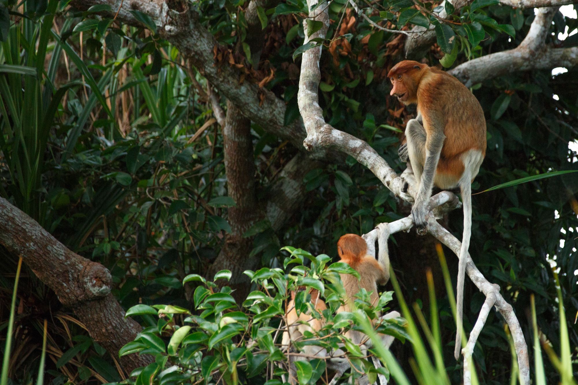 Aventure dans la jungle de Kalimantan, 4 jours de Palangkaraya: Proboscis monkey