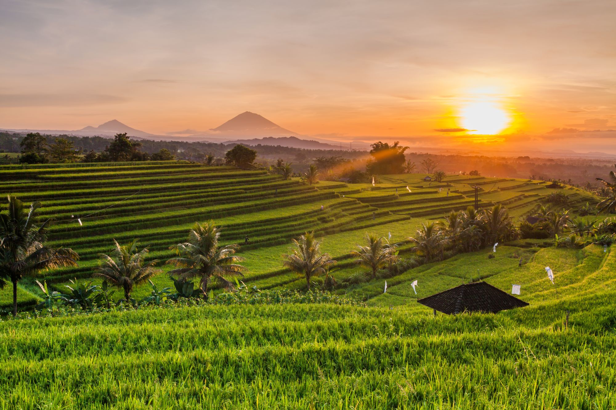 Bali Kompakt ab Südbali: Bali Rice terraces at sunrise