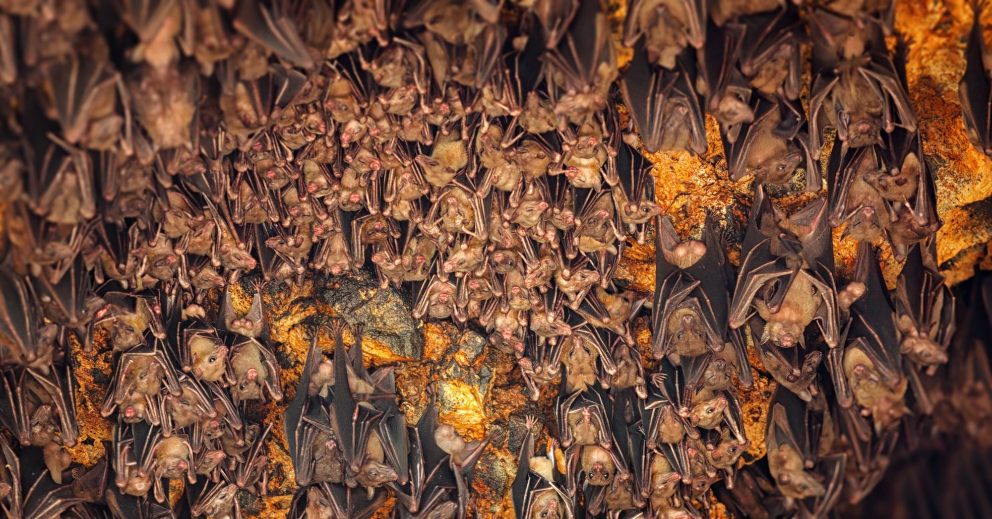 Bali Kompakt ab Südbali: Bali Goa Lawah Bat Cave Temple