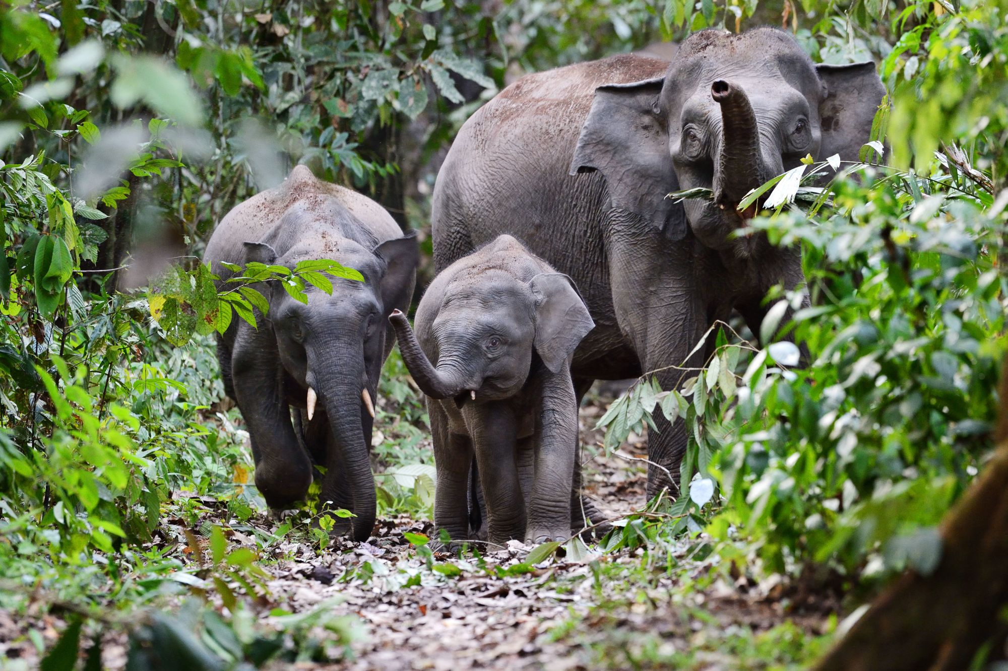 Borneo Wildlife / Borneo Rainforest Lodge ab Kota Kinabalu: Borneo Rainforest Lodge | Pygmy Elephant
