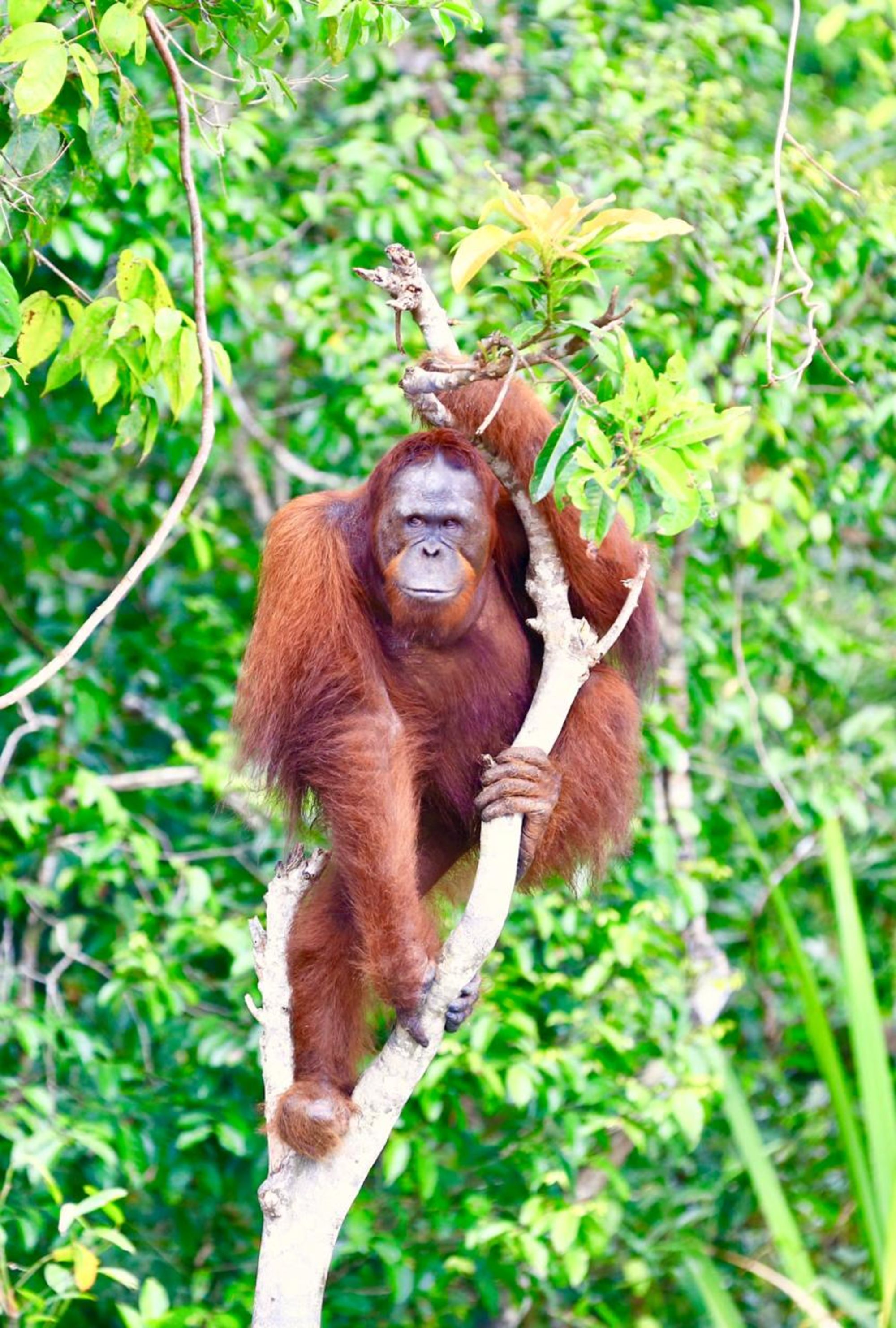 Aventure dans la jungle de Kalimantan, 4 jours de Palangkaraya: Orang-Utan Rungan River