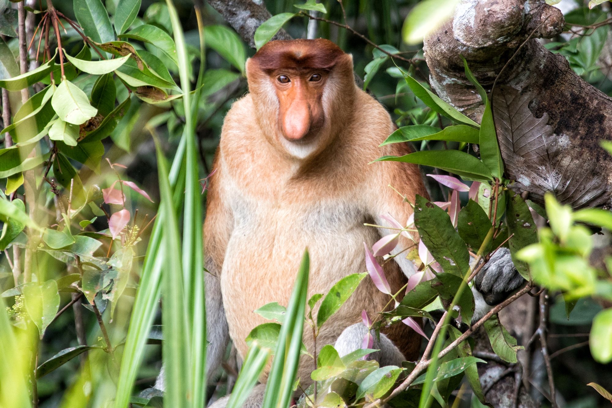 Aventure dans la jungle de Kalimantan, 4 jours de Palangkaraya: Proboscis monkey