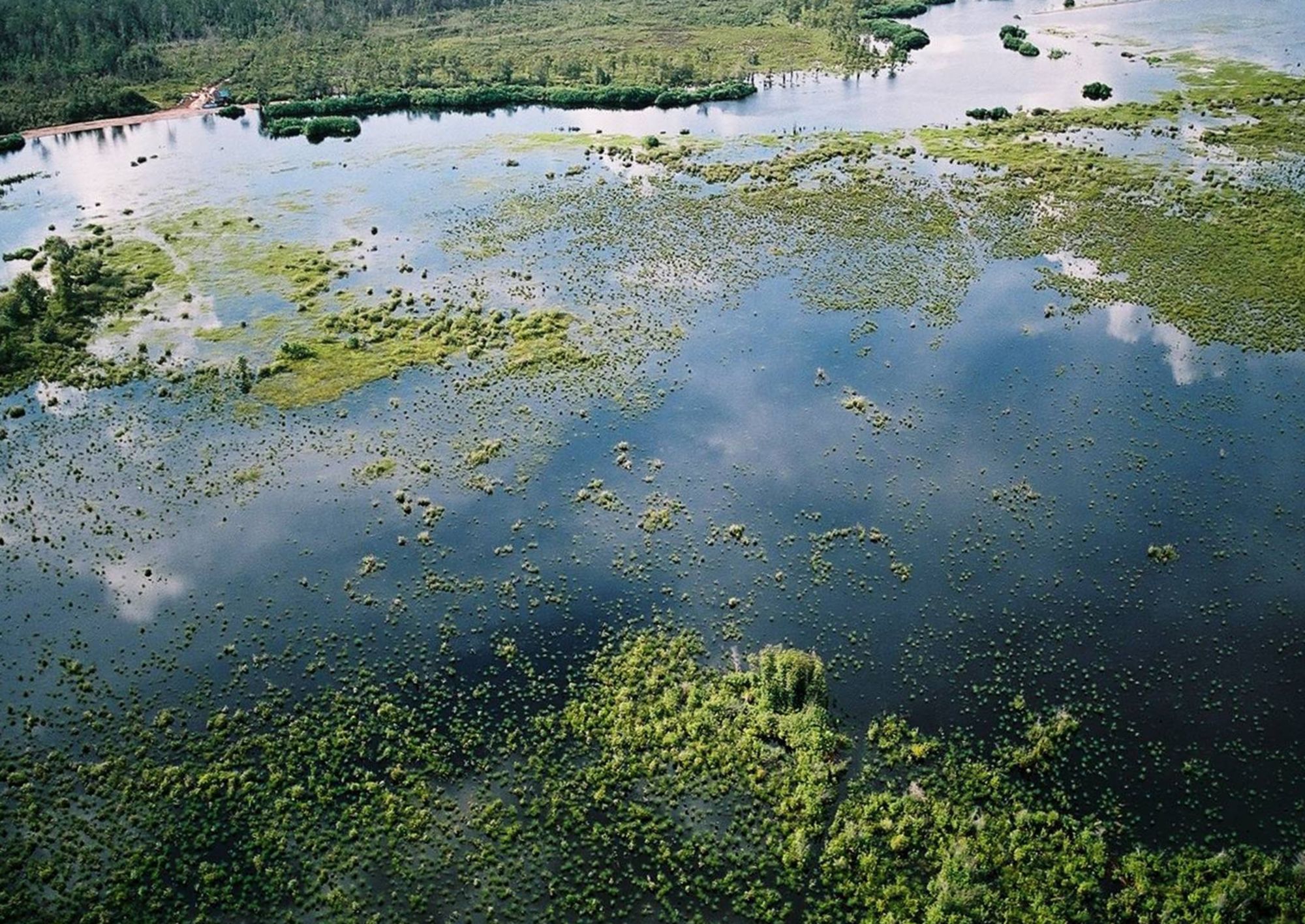 Aventure dans la jungle de Kalimantan, 4 jours de Palangkaraya: Kalimantan: Jungle