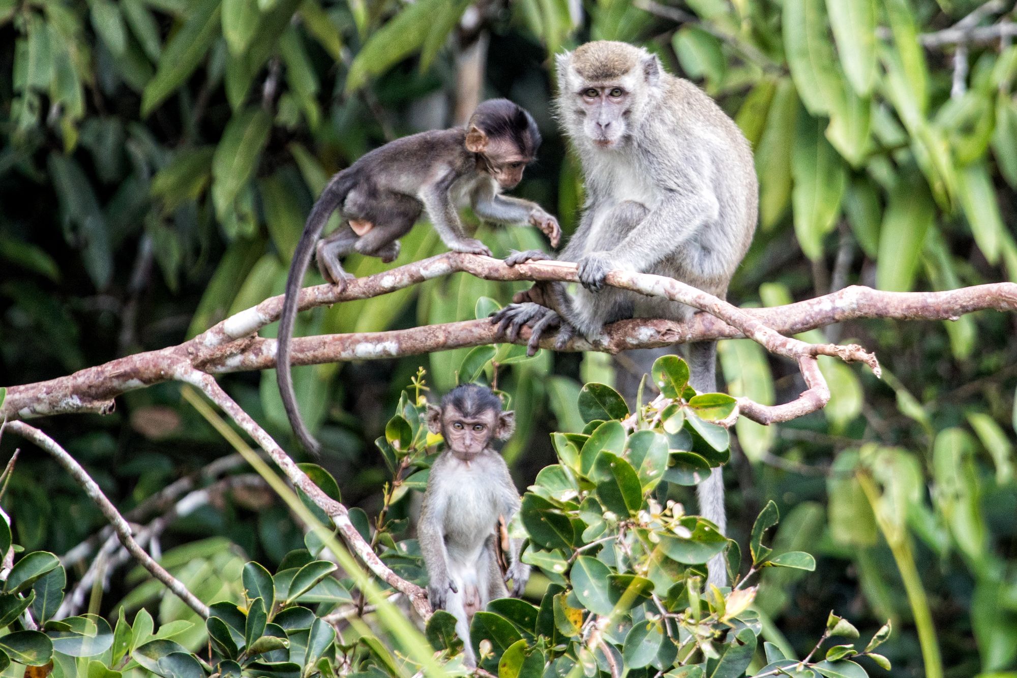 Aventure dans la jungle de Kalimantan, 4 jours de Palangkaraya: Macaques