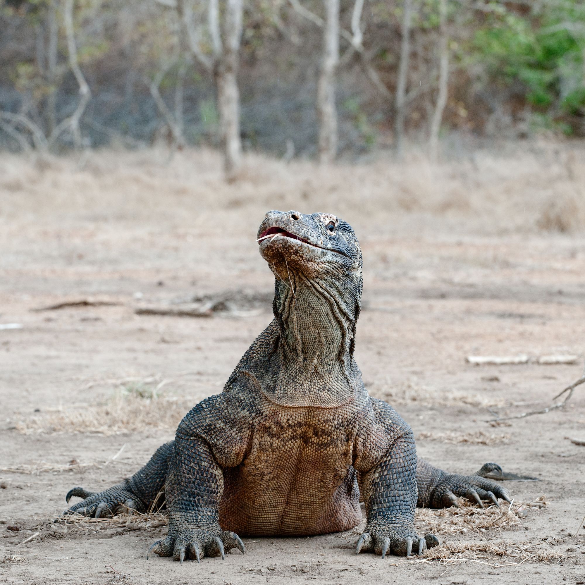 Kreuzfahrt zu den Komodo-Waranen ab Labuan Bajo: Komodo dragon