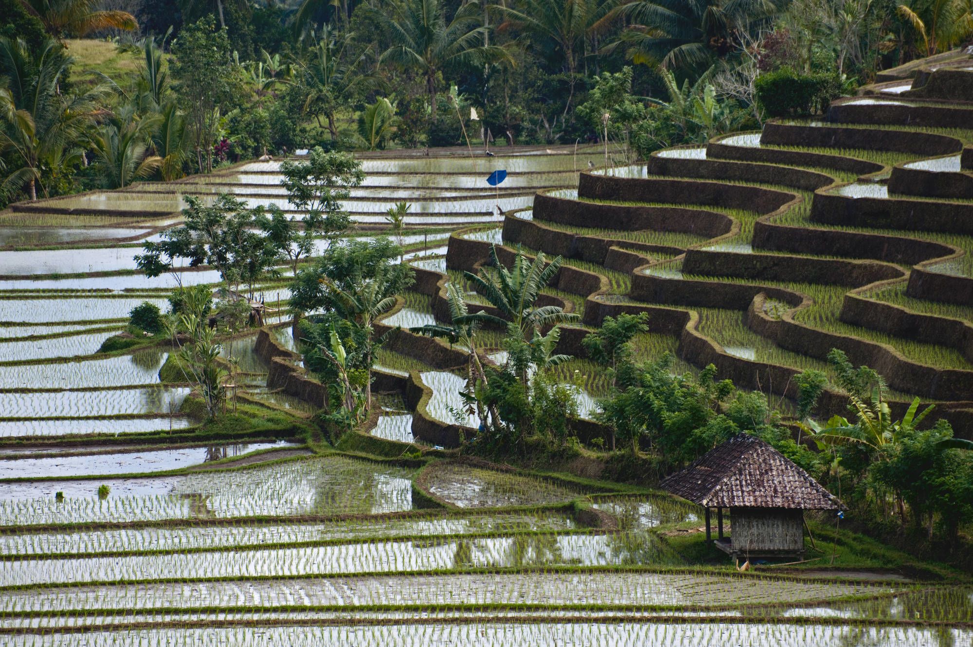 Bali occidentale méconnue de Sud de Bali: Bali Beliming Rice Terraces