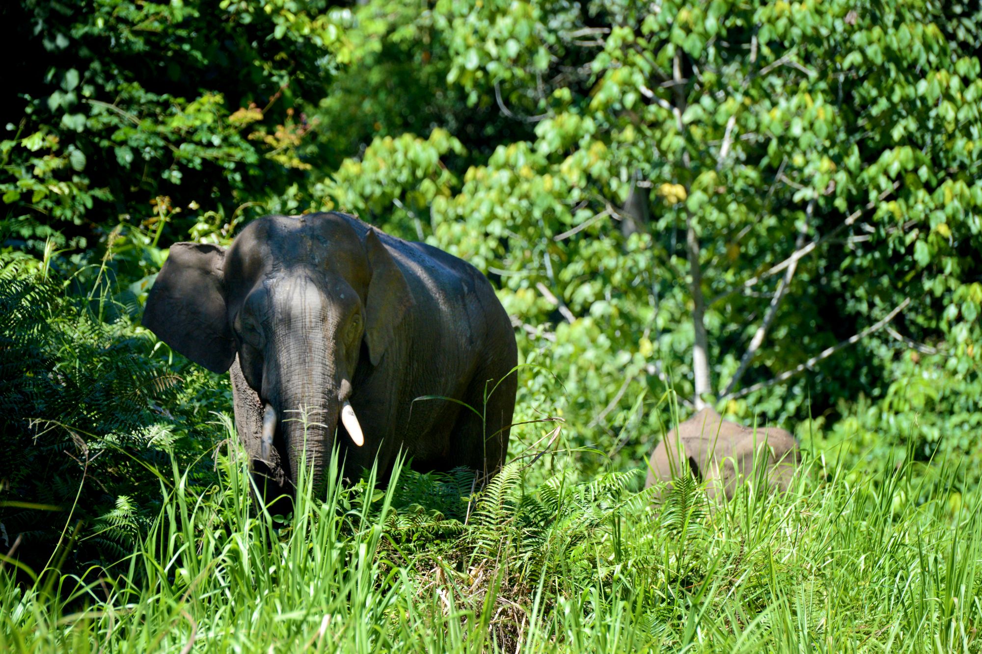 Borneo Wildlife / Borneo Rainforest Lodge ab Kota Kinabalu: Borneo Rainforest Lodge | Pygmy Elephant