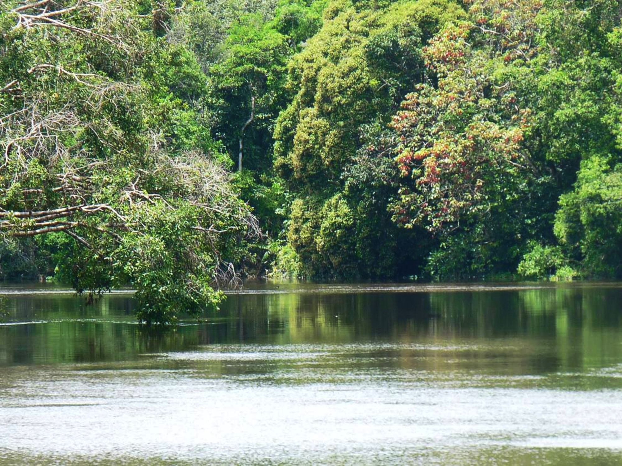 Aventure dans la jungle de Kalimantan, 4 jours de Palangkaraya: Kalimantan: Jungle