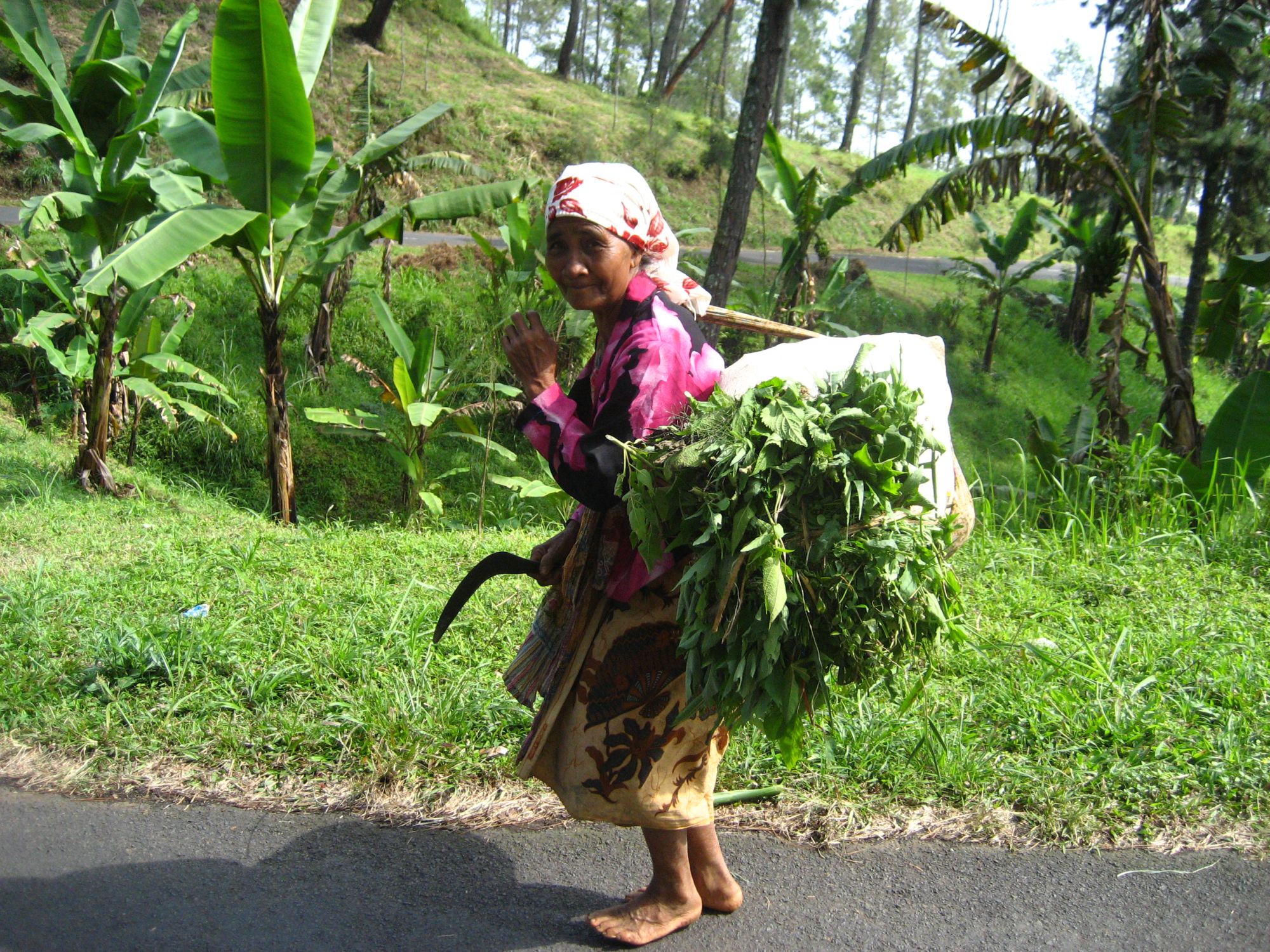 Java-Bali pour les fins connaisseurs de Yogyakarta: Java farmer