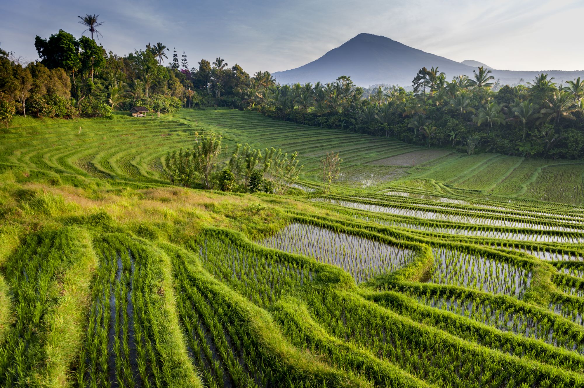 Erlebnisreiches Bali ab Südbali: Bali Belimbing Rice Terraces