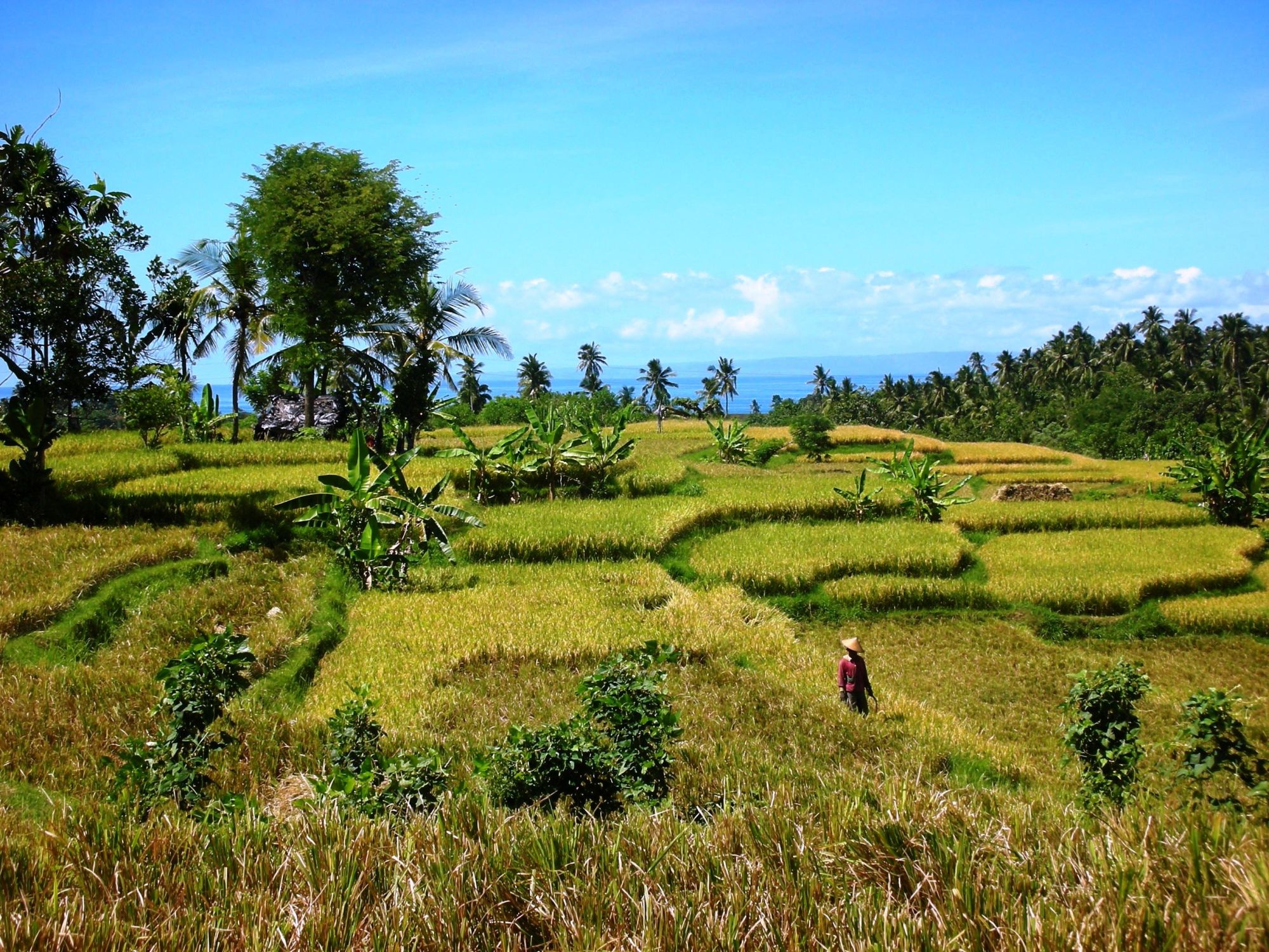 Bali occidentale méconnue de Sud de Bali: Bali Rice Terraces