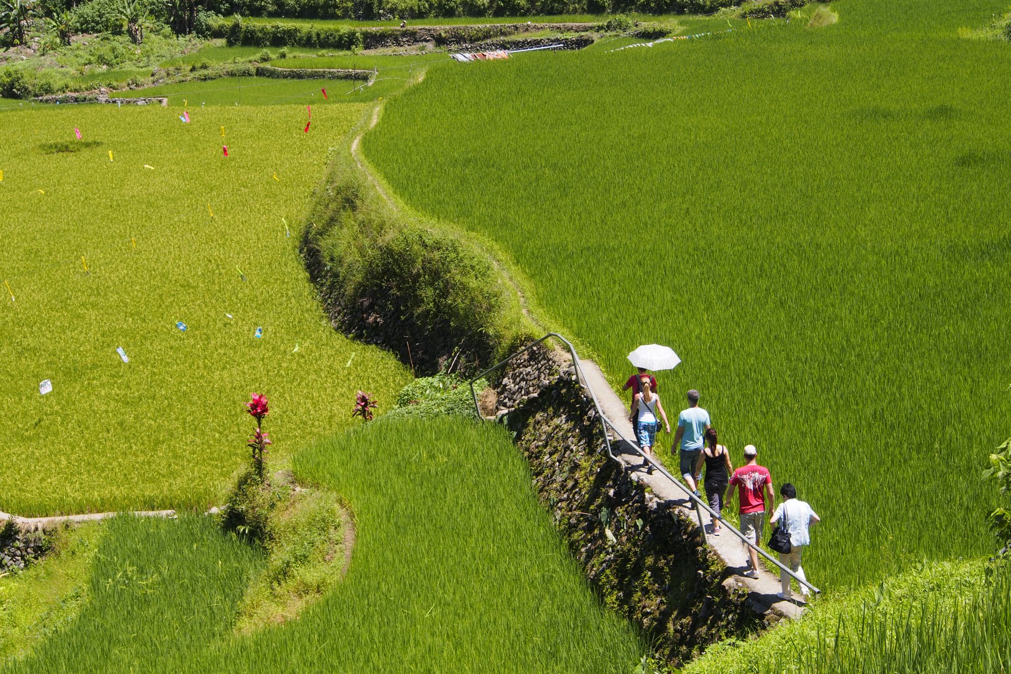 Nord-Luzon Rundreise inkl. Wanderung nach Batad ab Manila: Luzon Banaue trekking through paddy fields