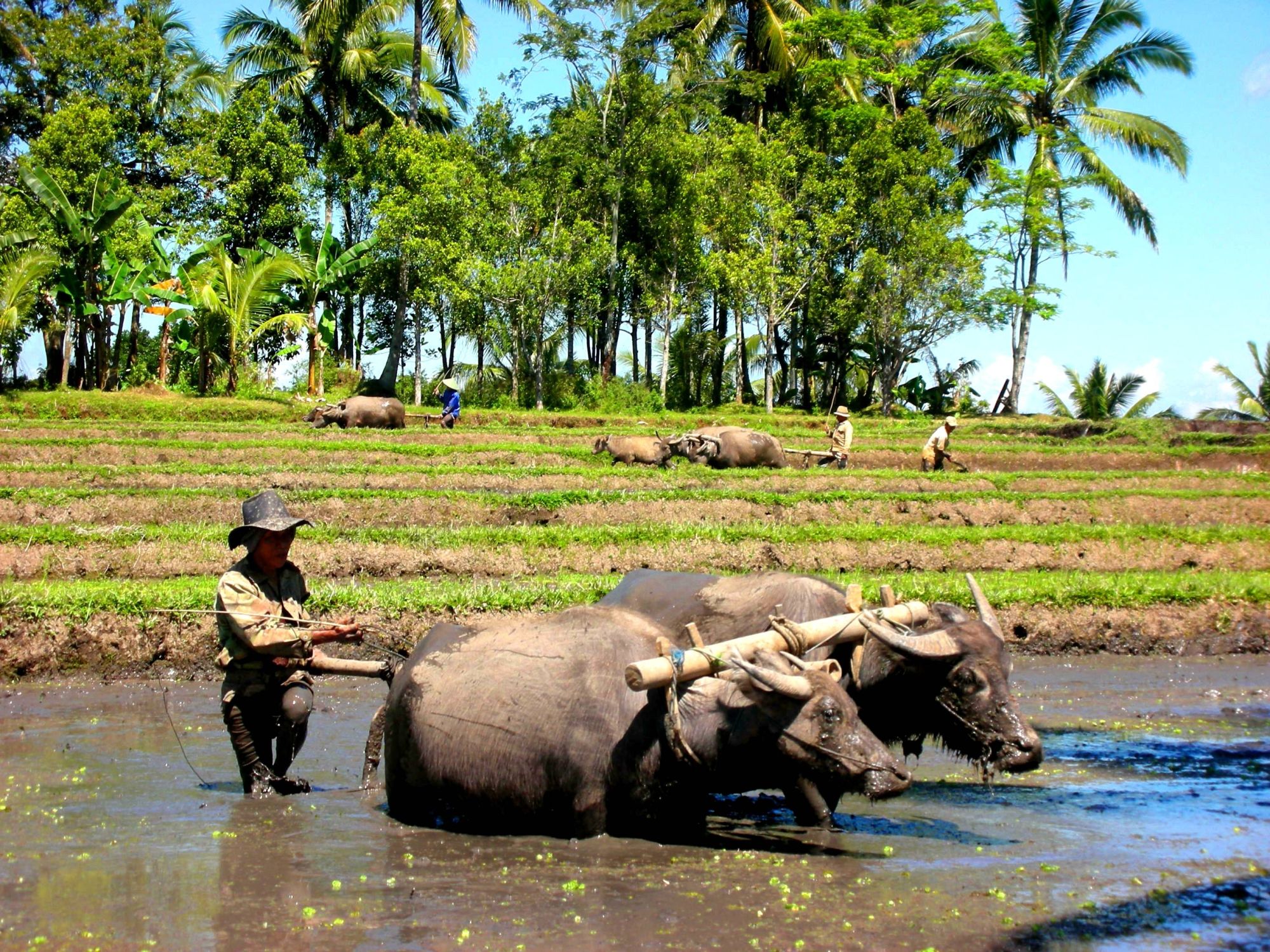 Bali occidentale méconnue de Sud de Bali: Bali farmers with buffaloes