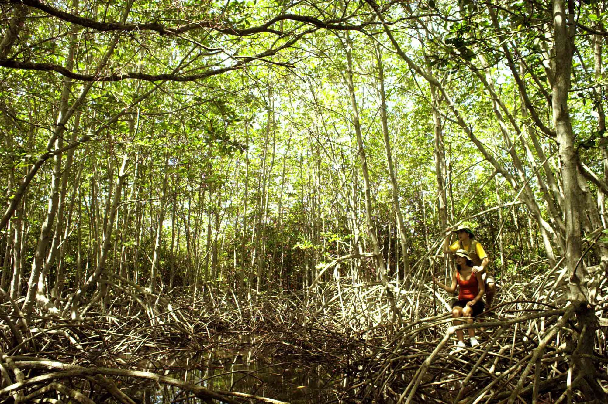 The Menjangan in Nordbali: Bali: Jungle
