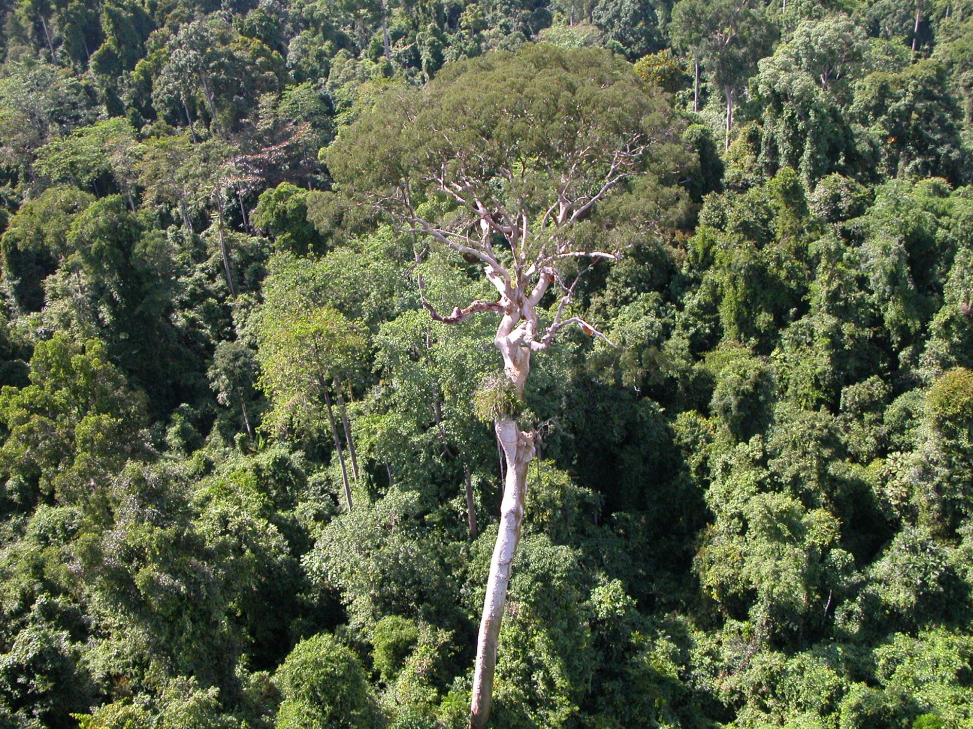 Bornéo Wildlife / Tabin Wildlife Reserve de Kota Kinabalu: Tabin Wildlife | Menggaris Tree