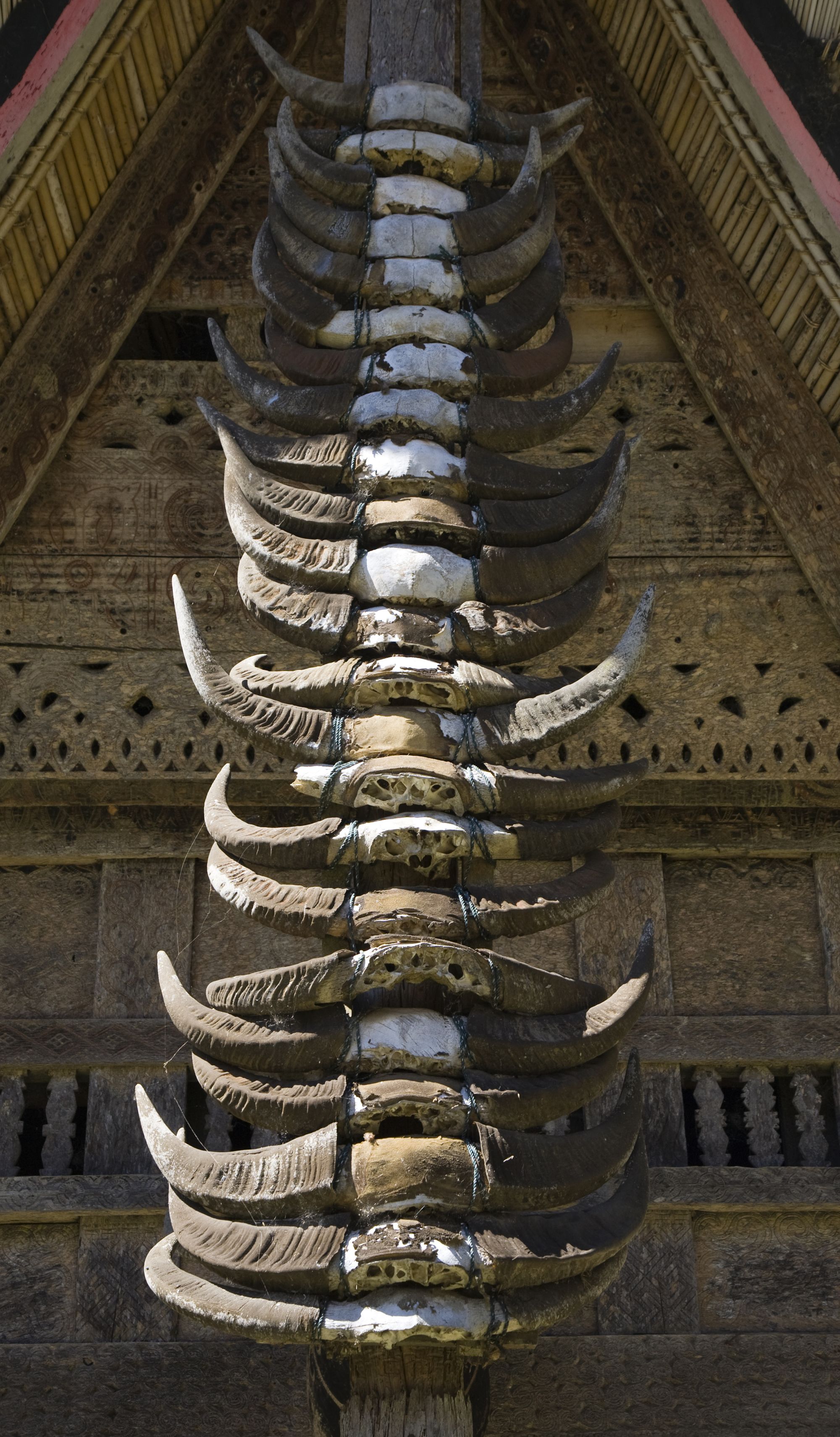 Sulawesi-Torajaland Rundreise ab Makassar: Sulawesi Toraja Buffalo Horns