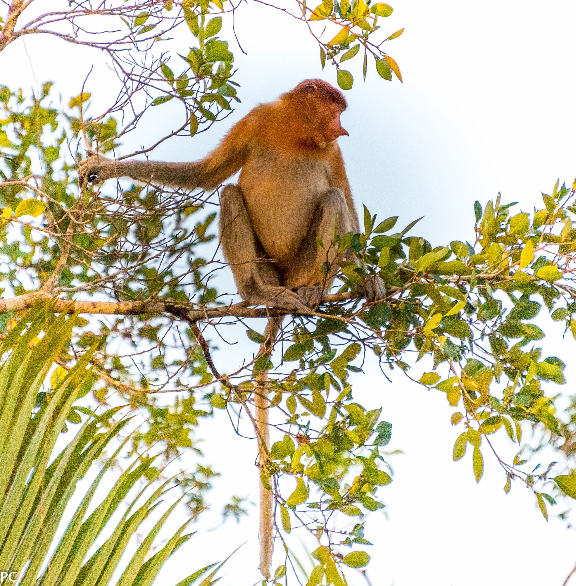 Aventure dans la jungle de Kalimantan, 4 jours de Palangkaraya: Proboscis monkey