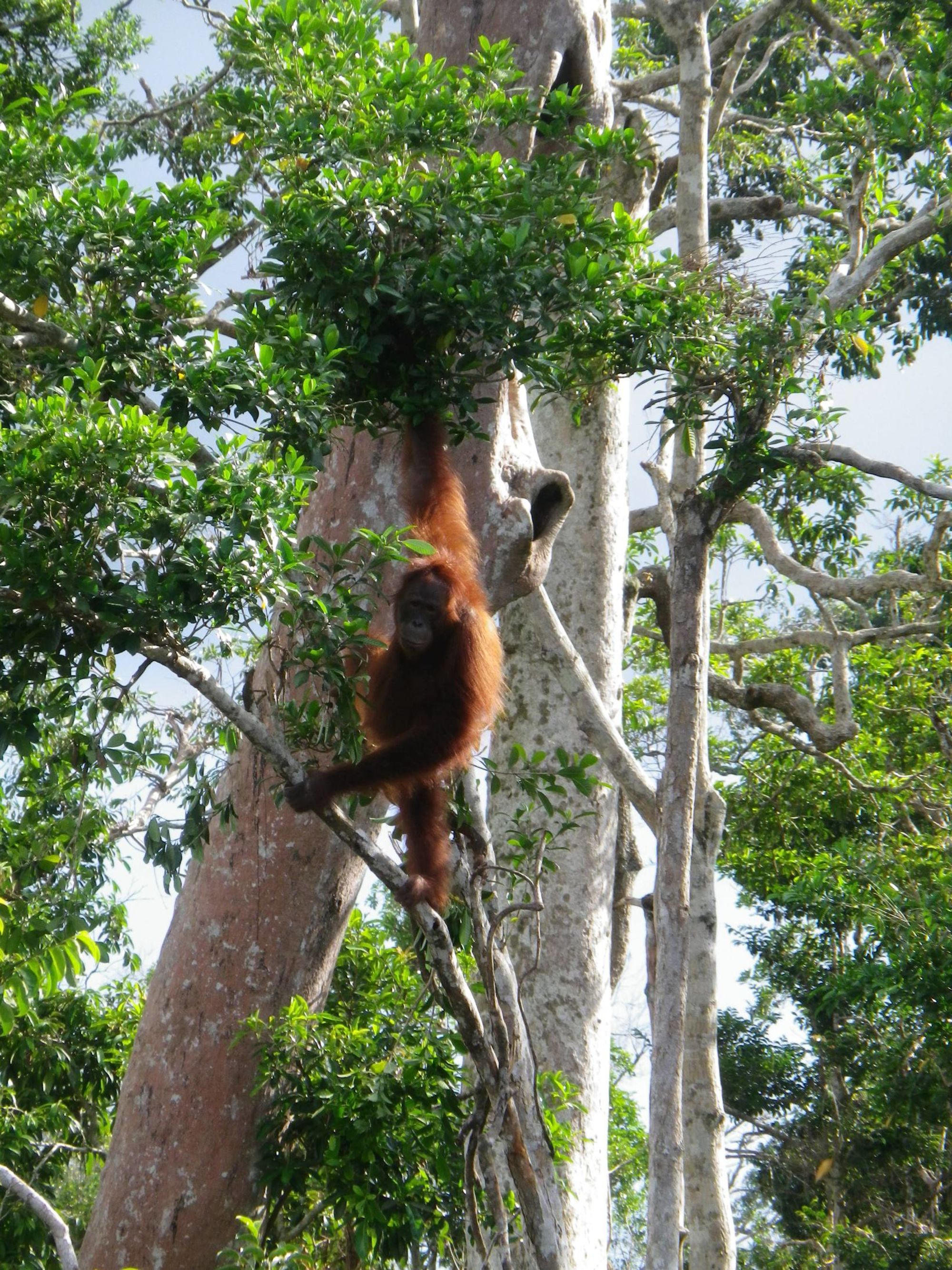 Aventure dans la jungle de Kalimantan, 4 jours de Palangkaraya: Forest trees Katingan