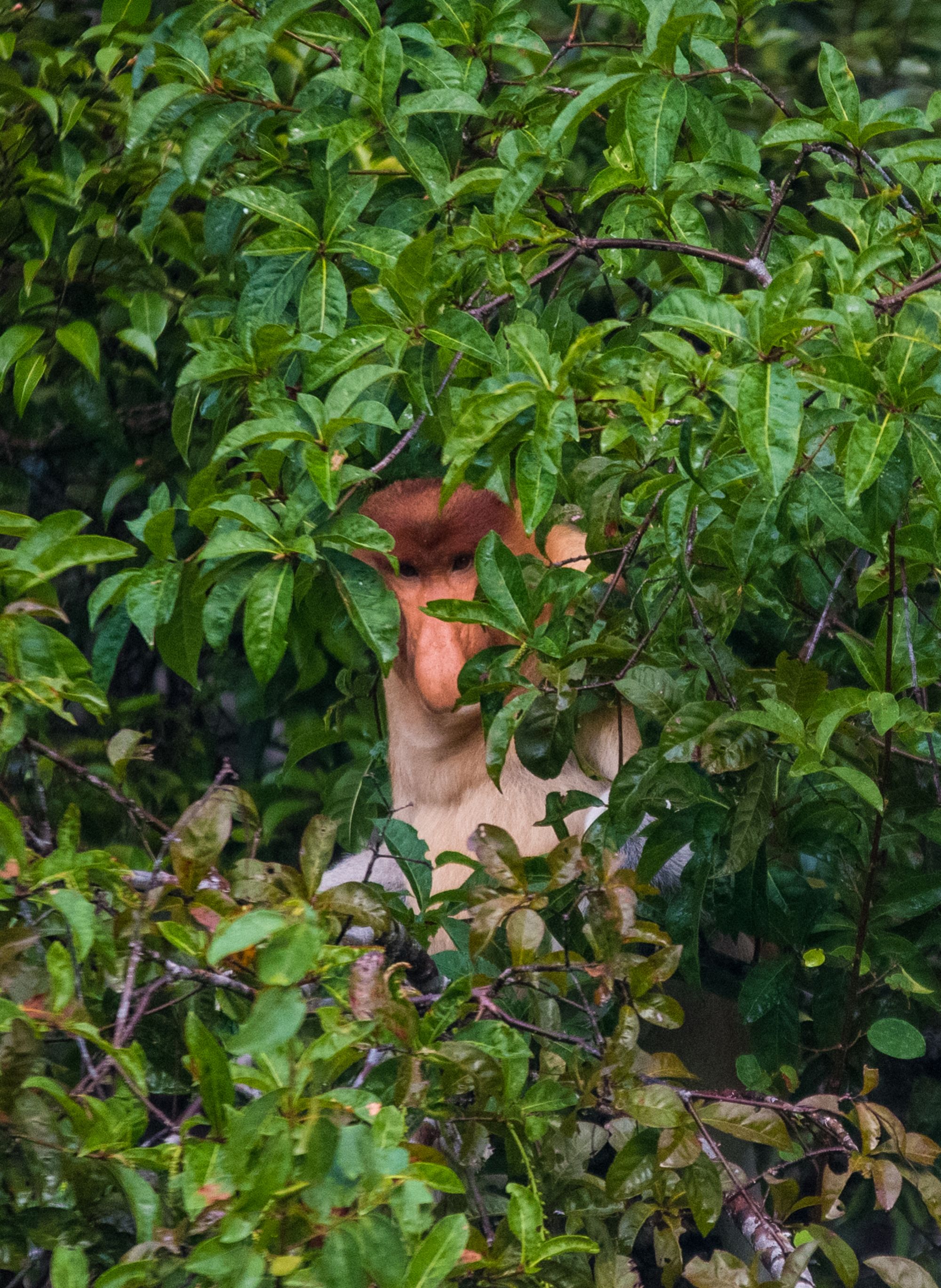 Aventure dans la jungle de Kalimantan, 4 jours de Palangkaraya: Proboscis monkey