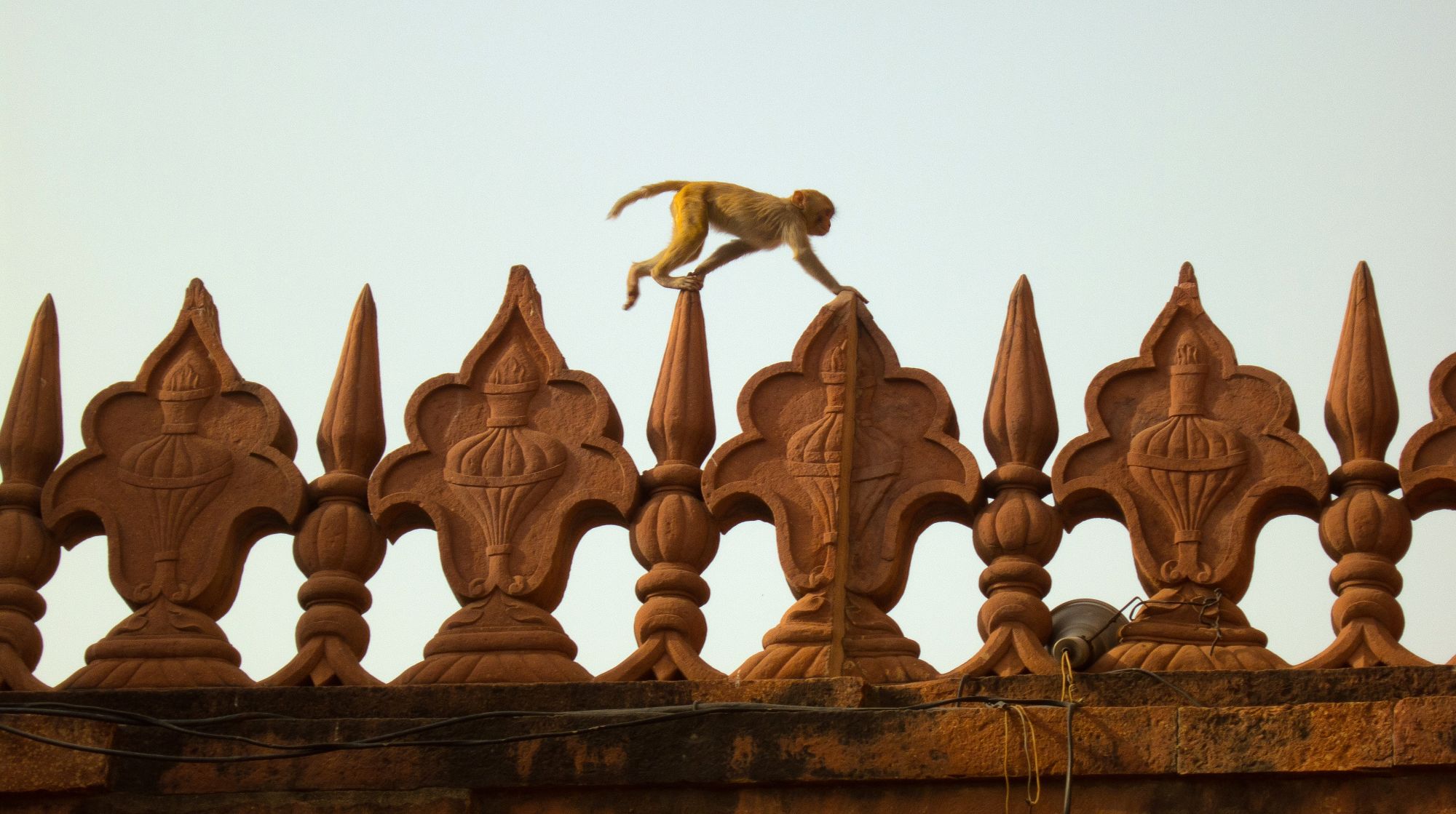 Voyage vers le Gange sacré de Delhi: Agra: Monkey at Taj Mahal