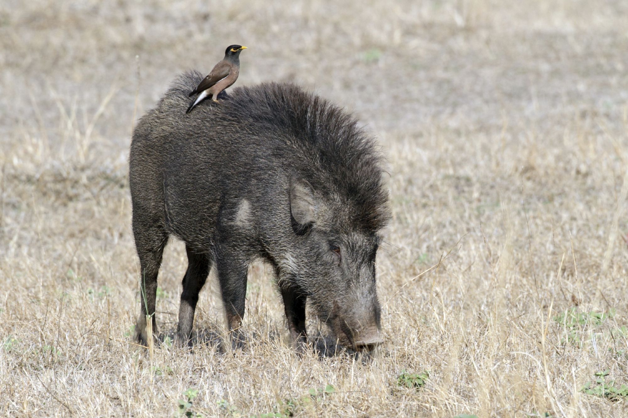 Taj Mahal & Tiger Safaris ab Delhi: Bandhavgarh National Park: Wild boar