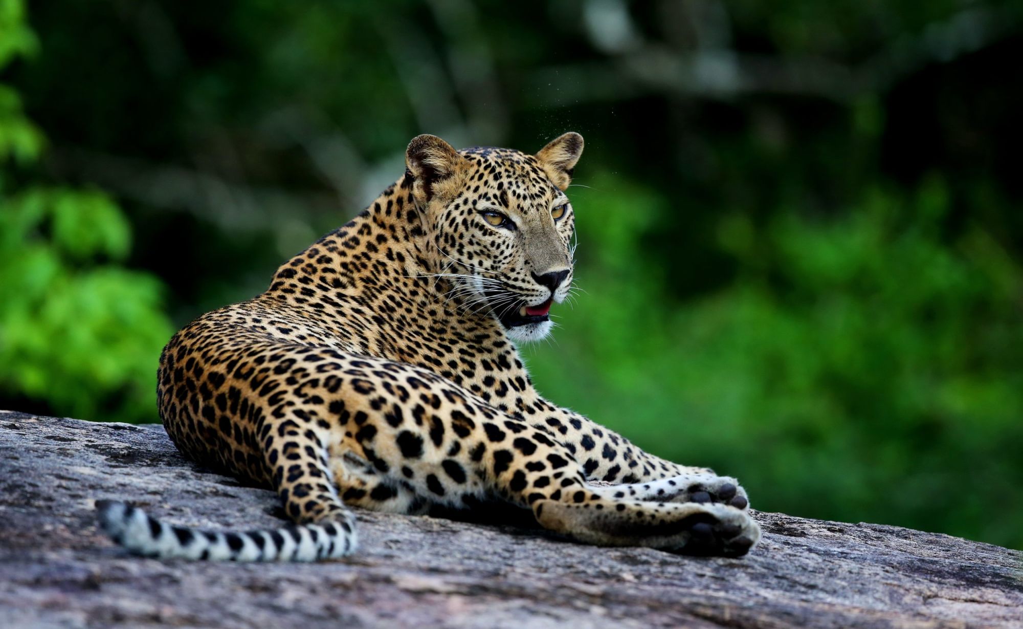 Sri Lanka für Geniesser ab Colombo: activities: Wild Coast Lodge
