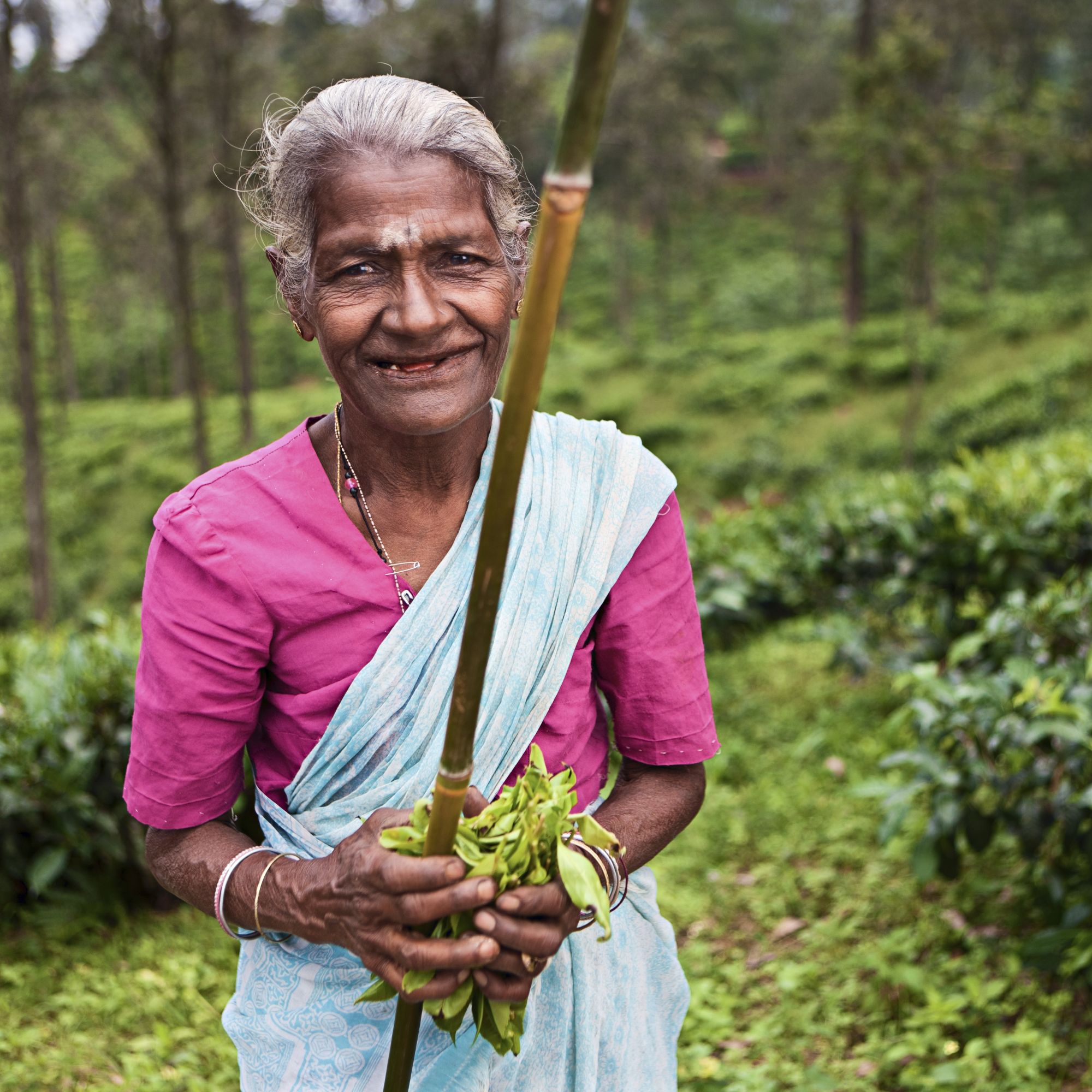 Les hauts lieux du Sri Lanka de Colombo: Nuwara Eliya: woman plucking tea