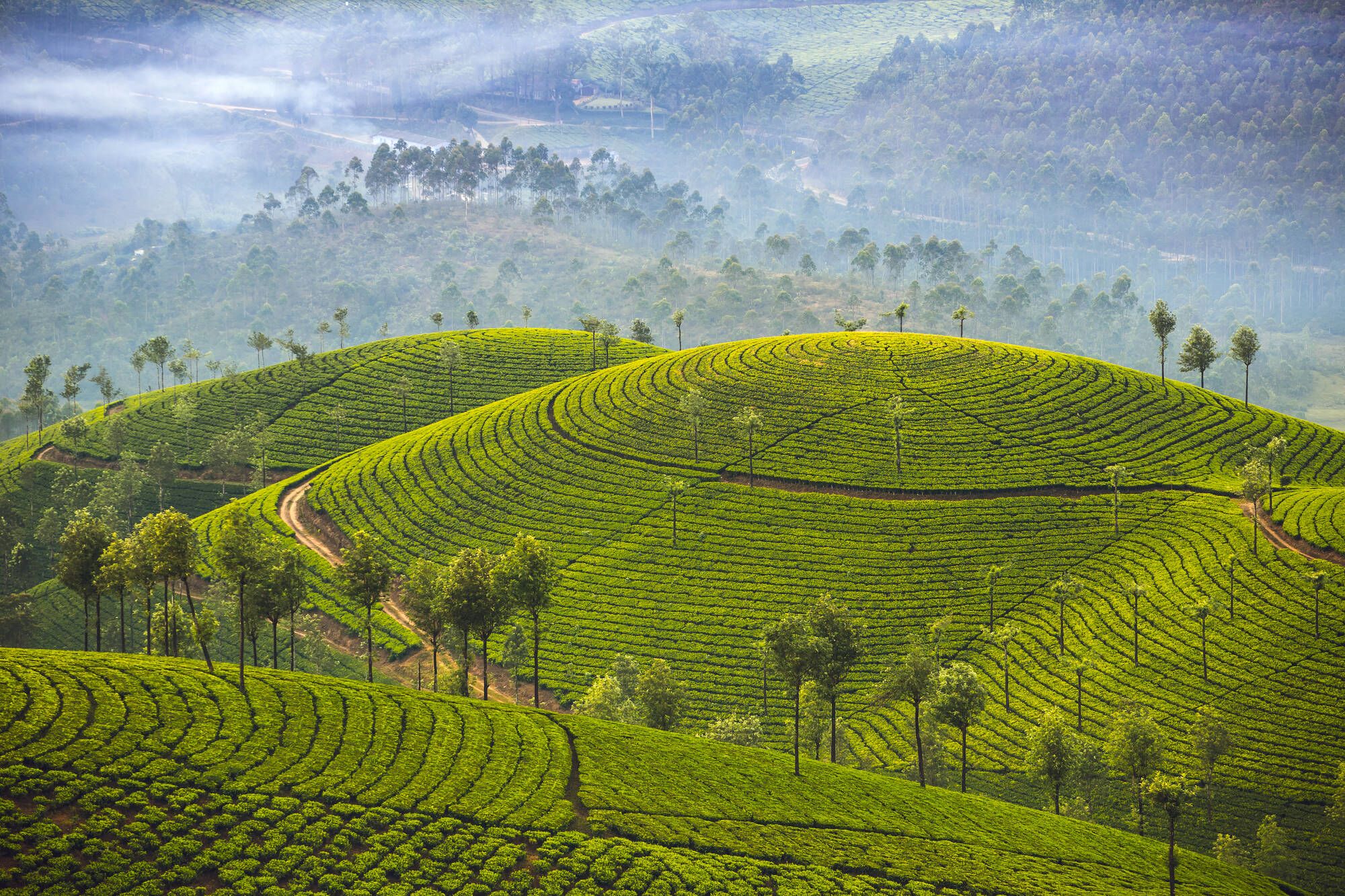 Naturschönheiten Keralas ab Kochi: Munnar tea plantations
