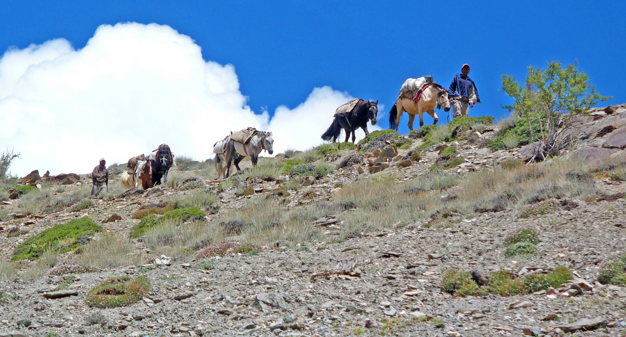 Die spektakuläre Bergwelt von Ladakh ab Leh: Ladakh: two men with horses