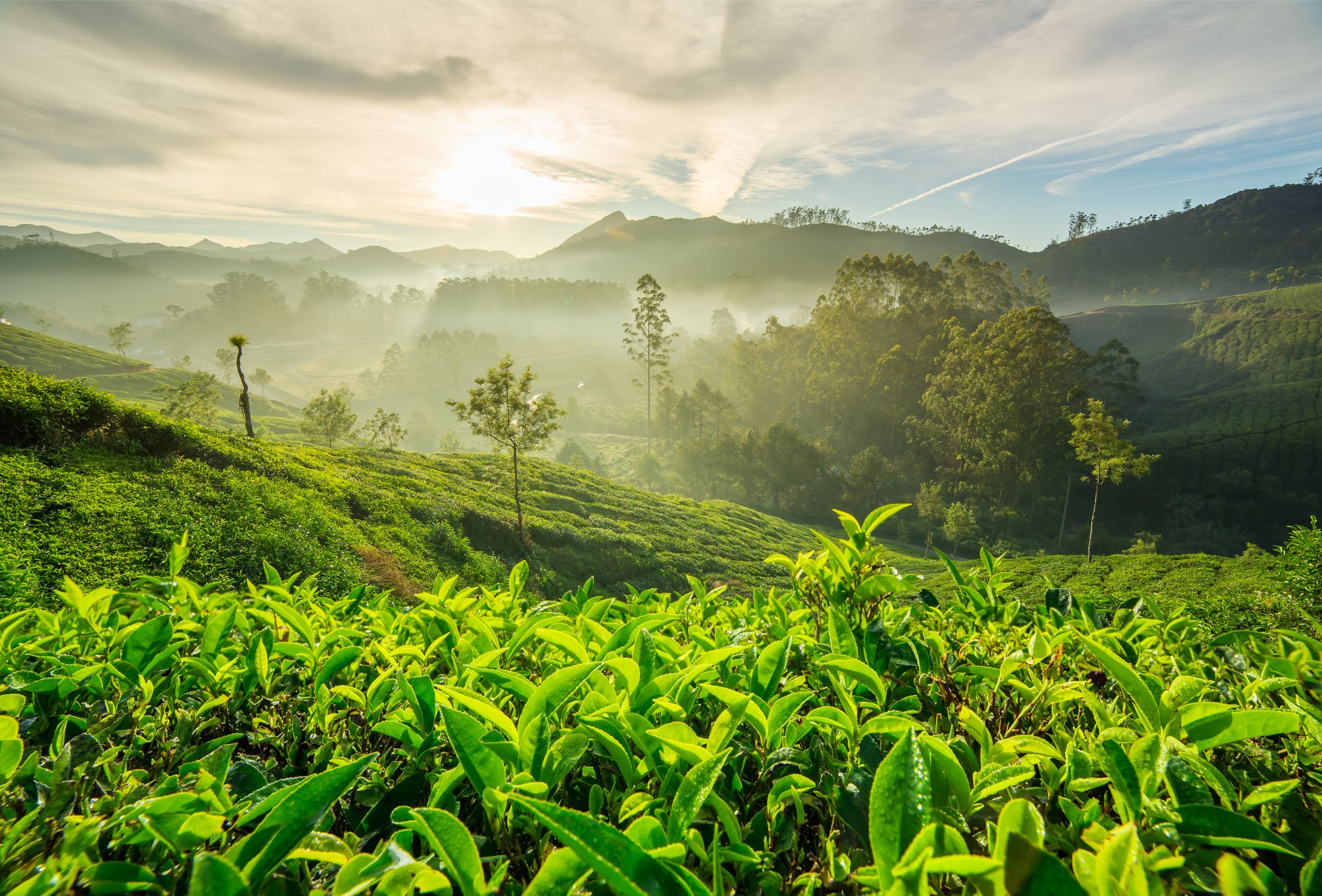 Naturschönheiten Keralas ab Kochi: Munnar: Sunrise over tea plantations