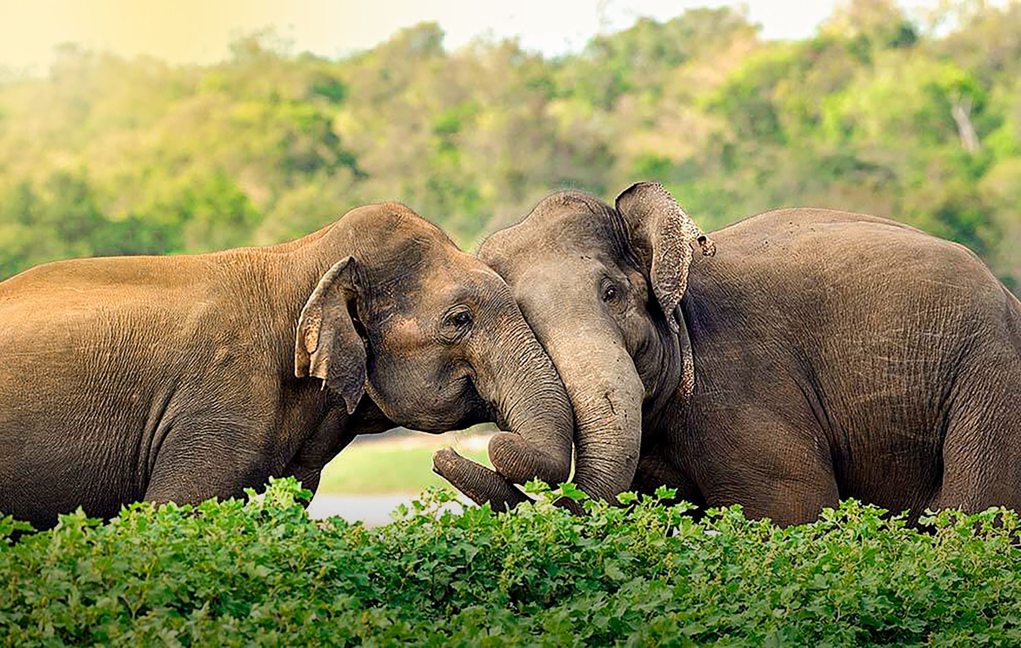 Les hauts lieux du Sri Lanka de Colombo: Elephants