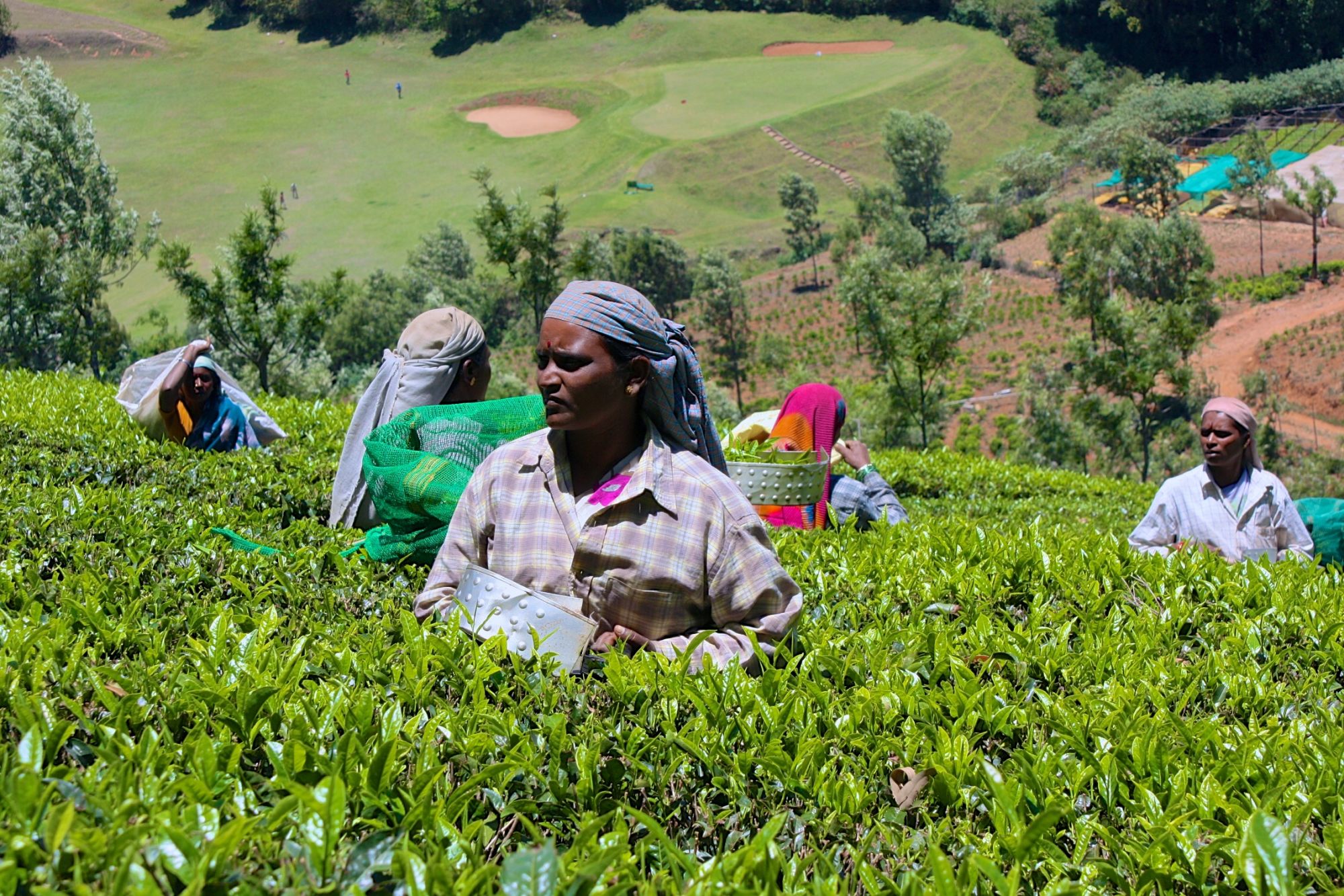 Vielfältiges Südindien ab Kochi: Coorg: Tea Plantation