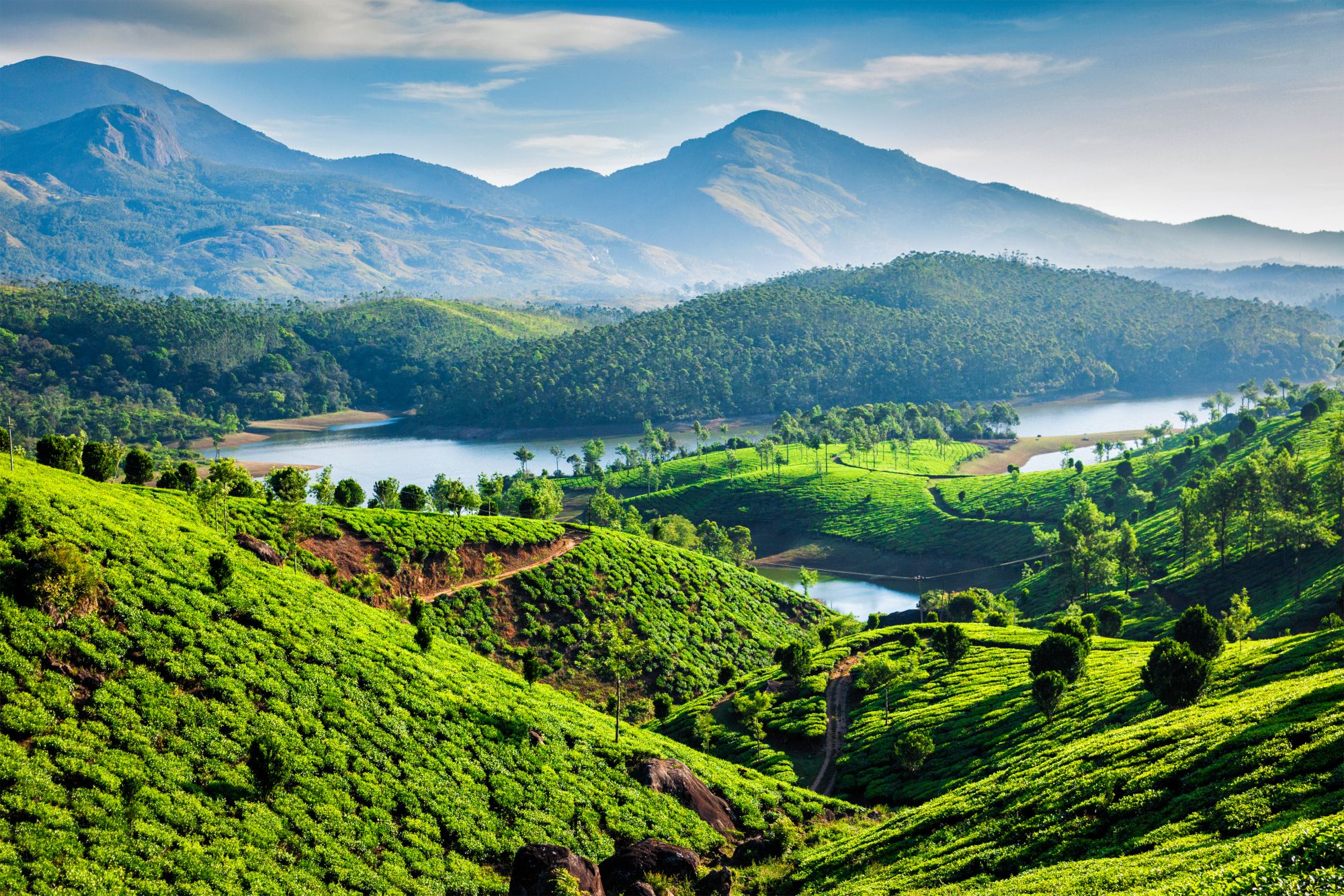 Naturschönheiten Keralas ab Kochi: Munnar tea plantations and Muthirappuzhayar River