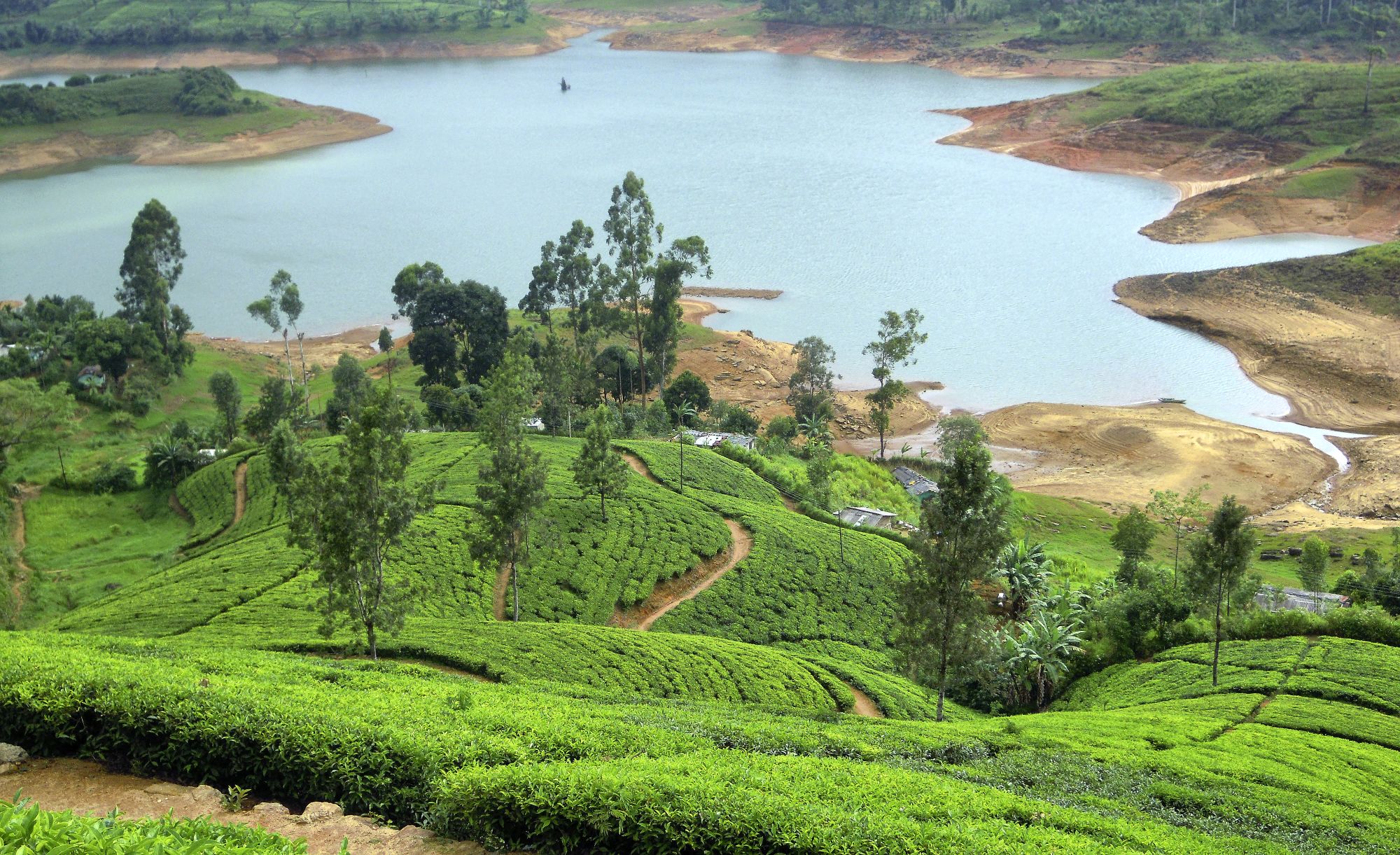 Les hauts lieux du Sri Lanka de Colombo: Nuwara Eliya: Tea Plantation