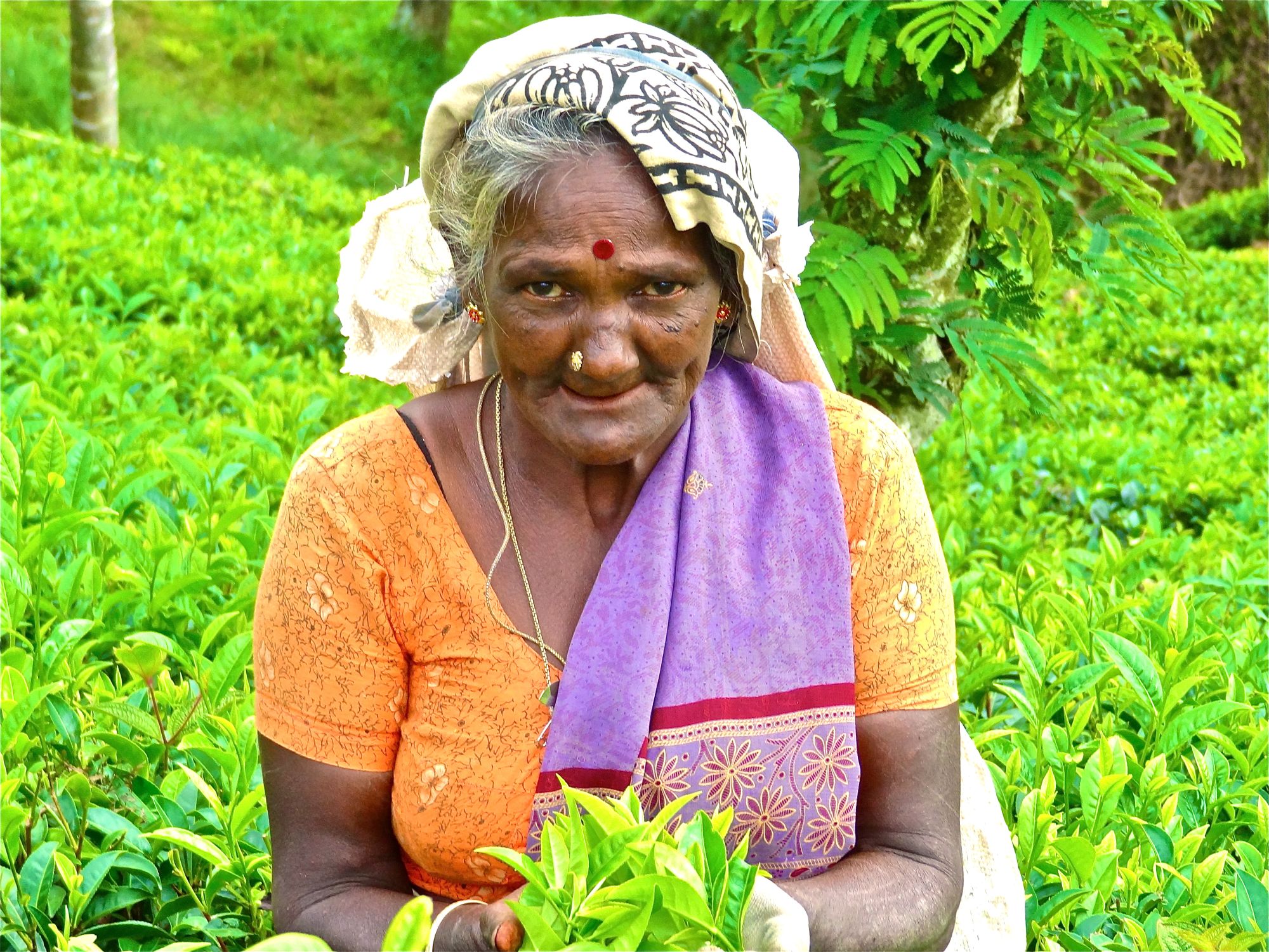 Sri Lanka compact de Colombo: Nuwara Eliya: tea plucking woman