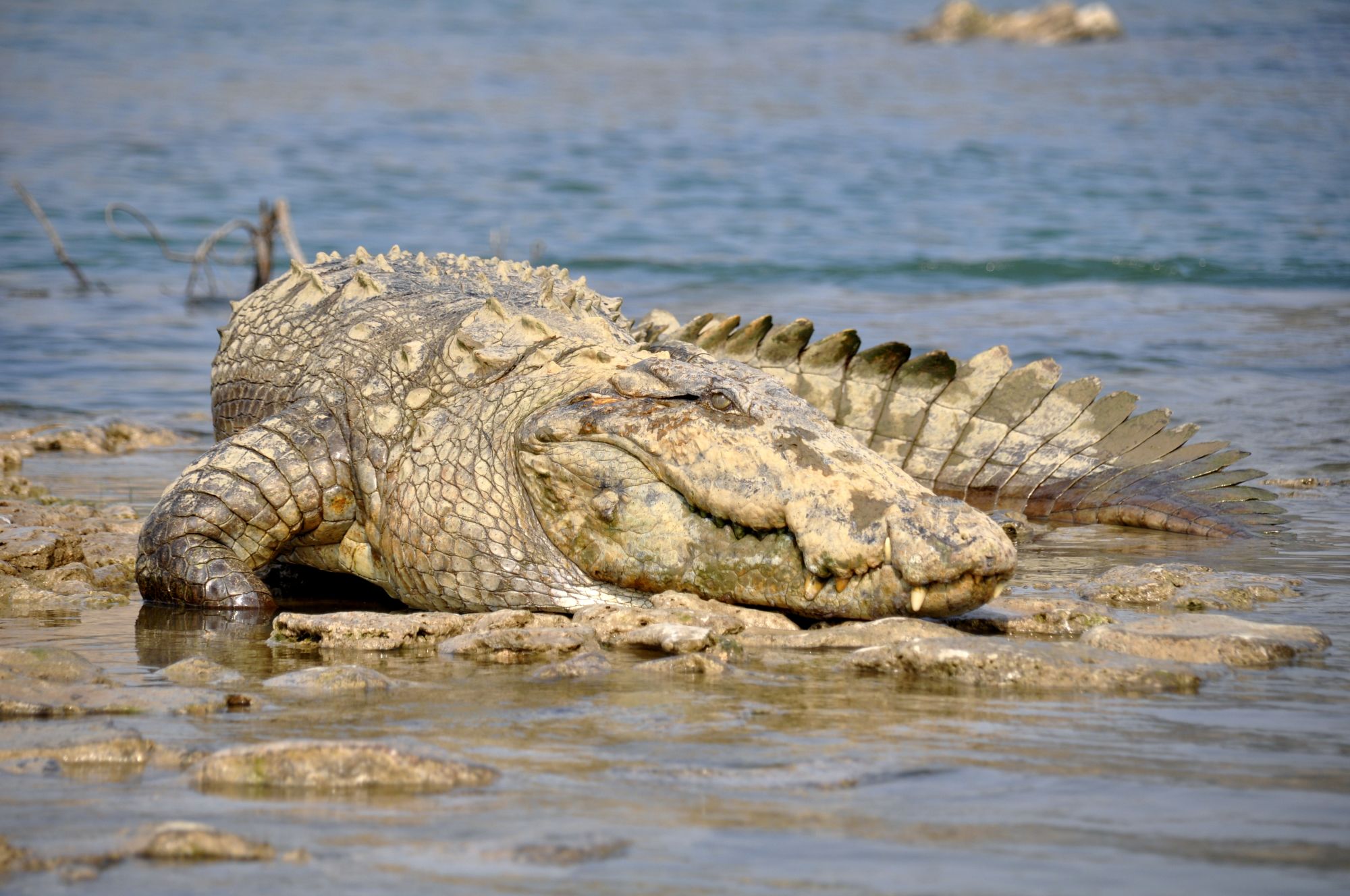 Mela Kothi - Chambal Safari Lodge de Agra: Chambal River: Marsh Crocodile