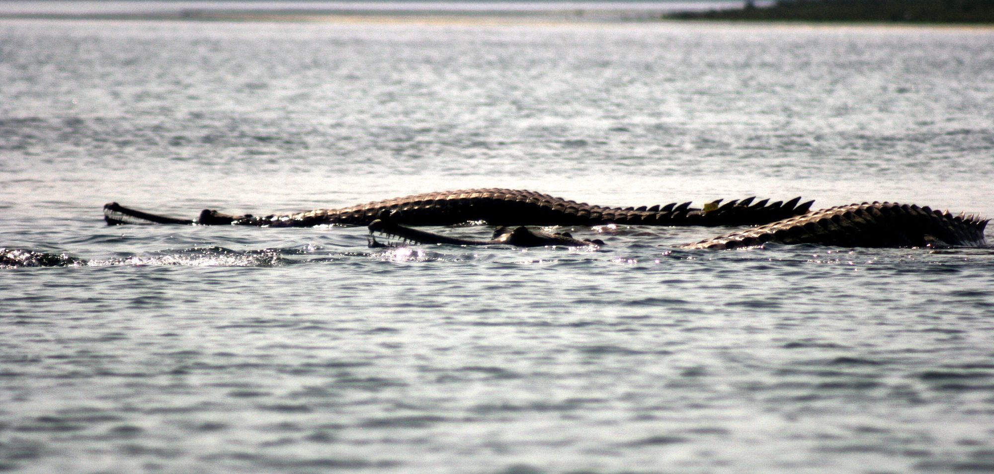 Mela Kothi - Chambal Safari Lodge ab Agra: Chambal River: Gharials