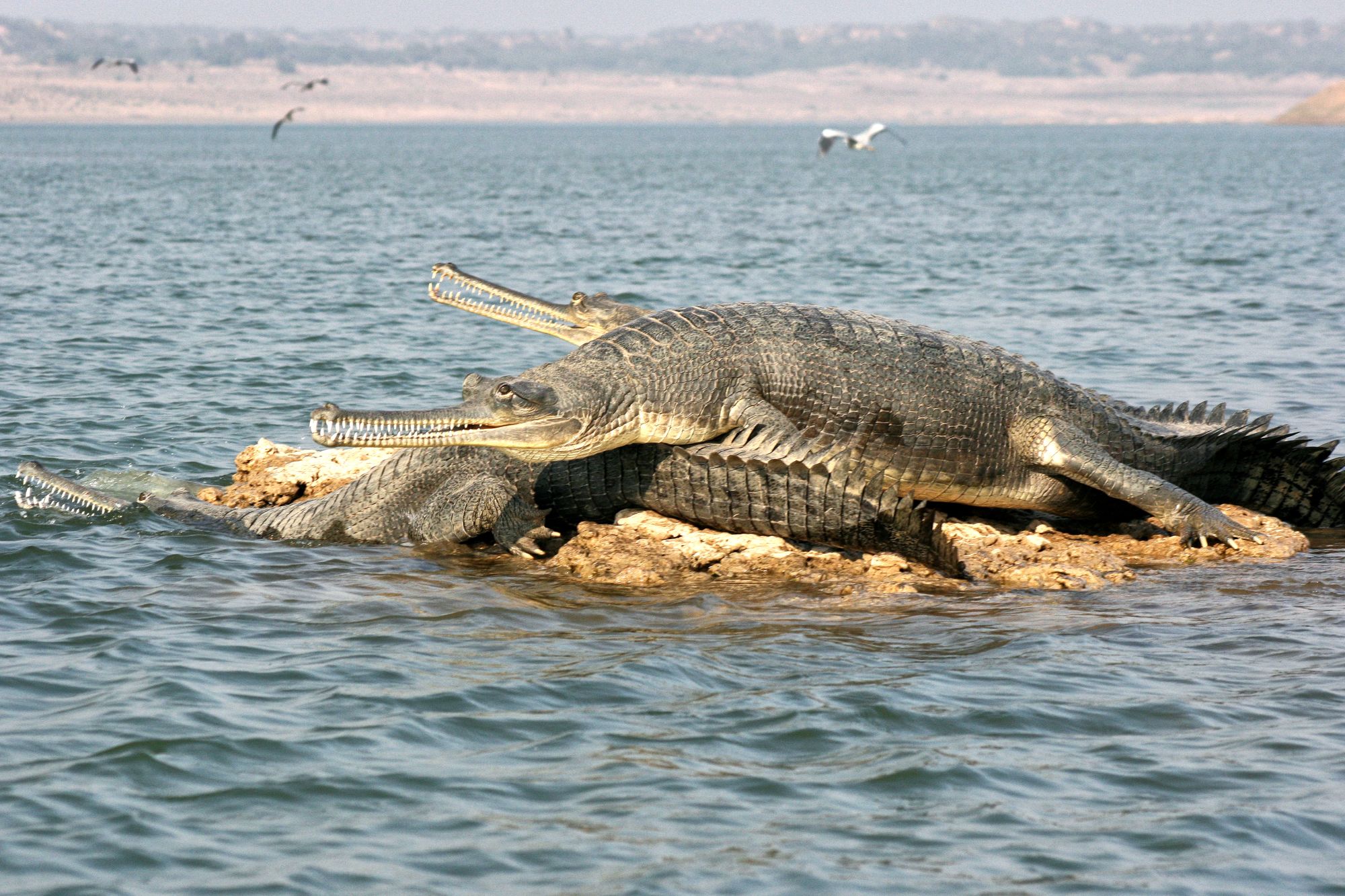 Mela Kothi - Chambal Safari Lodge ab Agra: Chambal River: Gharials