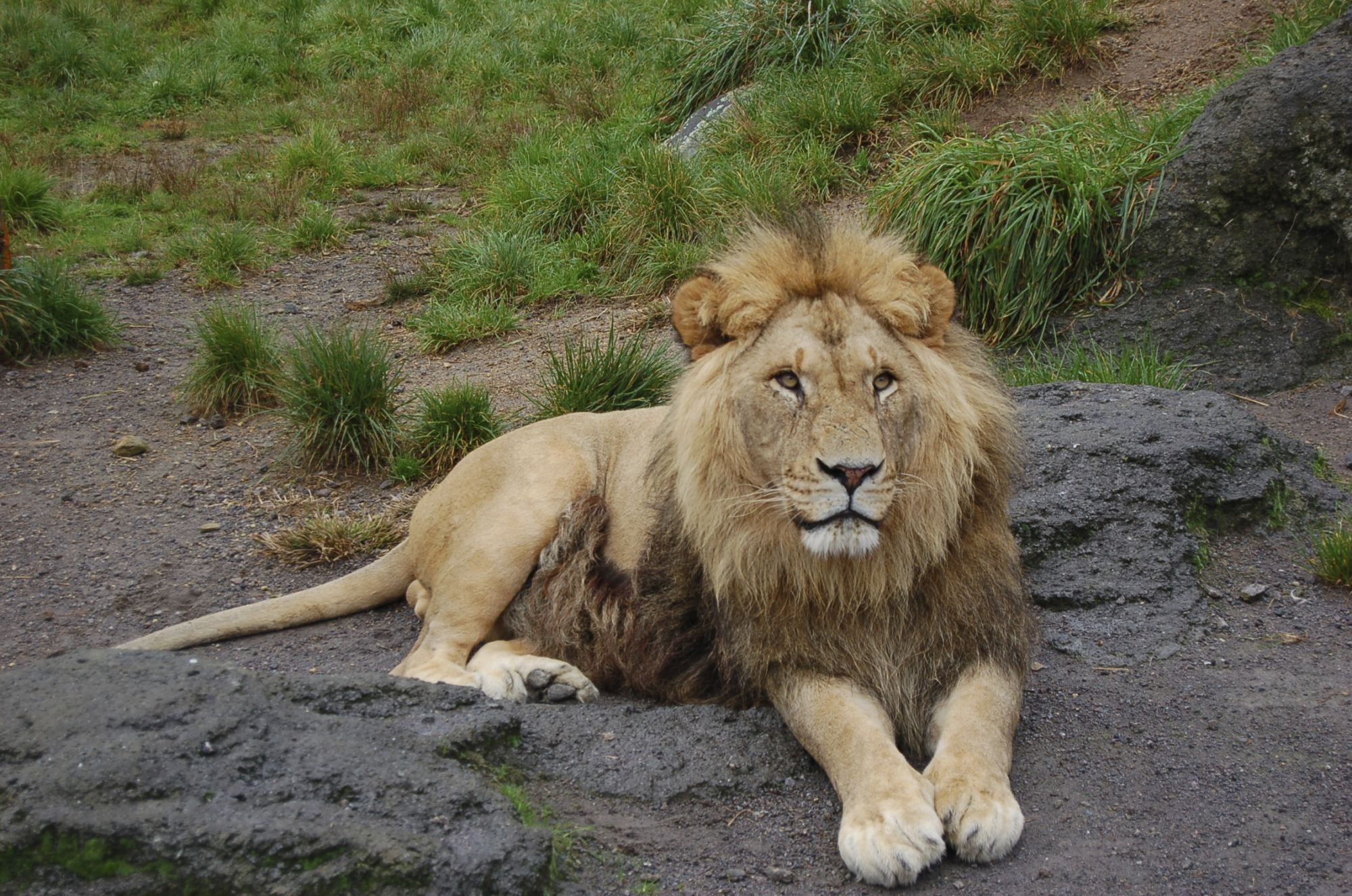 Unbekanntes Gujarat ab Ahmedabad: Gir Nationalpark: Lion