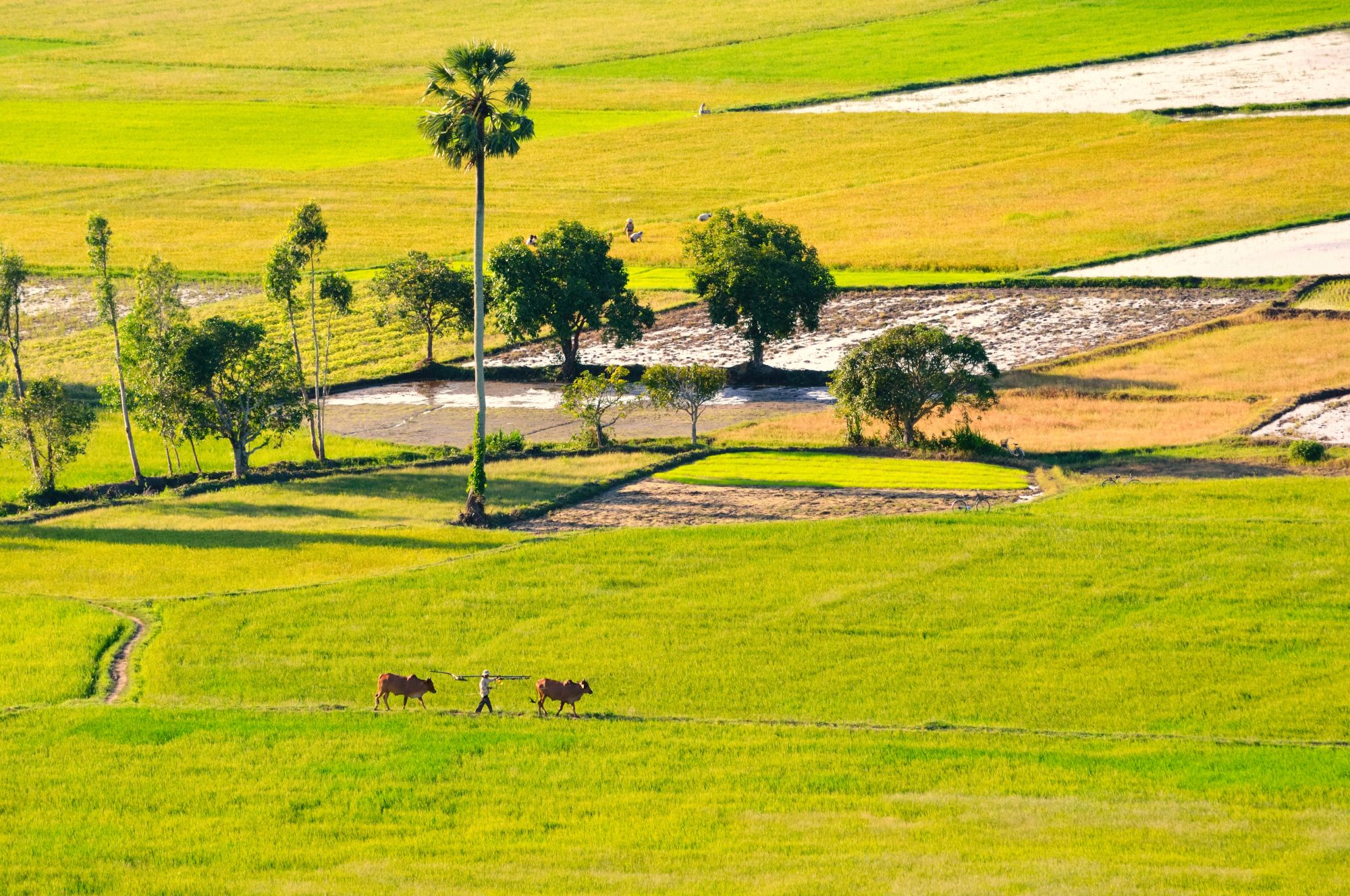 Croisière fluviale vers Saigon de Siem Reap: Mekong Delta: Farmer and cows walking on paddy field