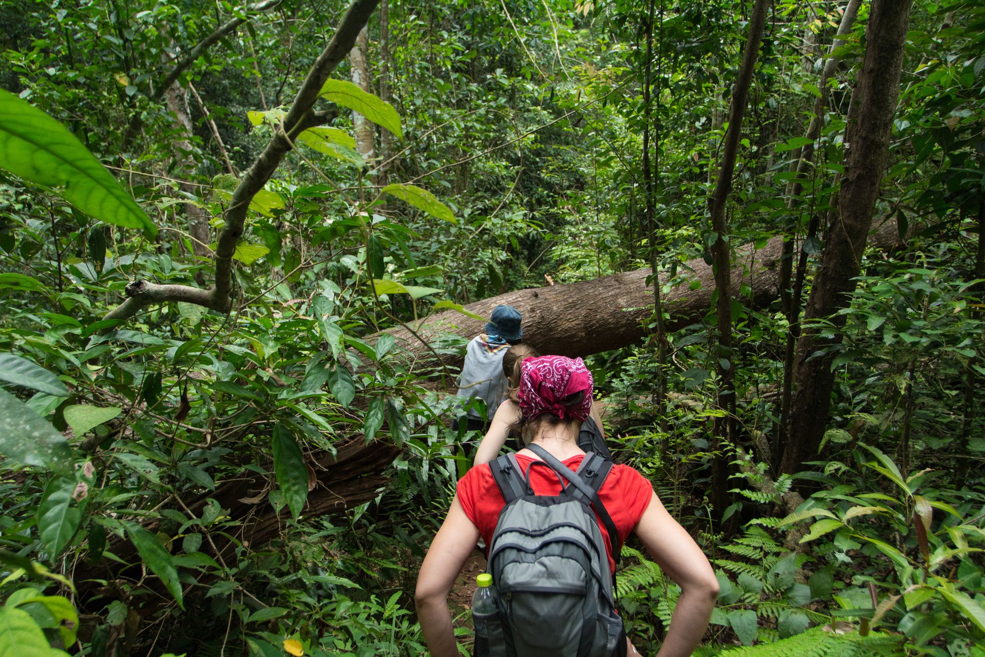 Natur & Kultur rund um Bangkok: Khao Yai national park - Tourists hiking in the deep jungle