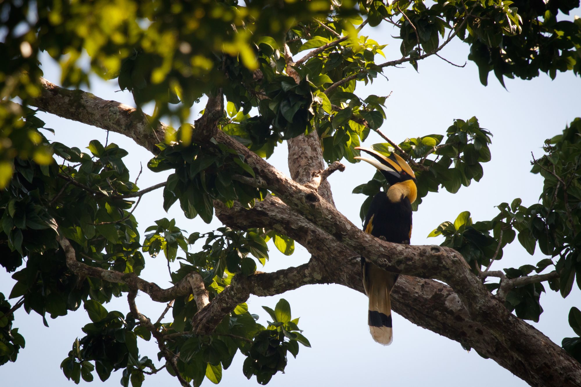 Elephant Hills & The Lake Camp ab Phuket: Wildlife