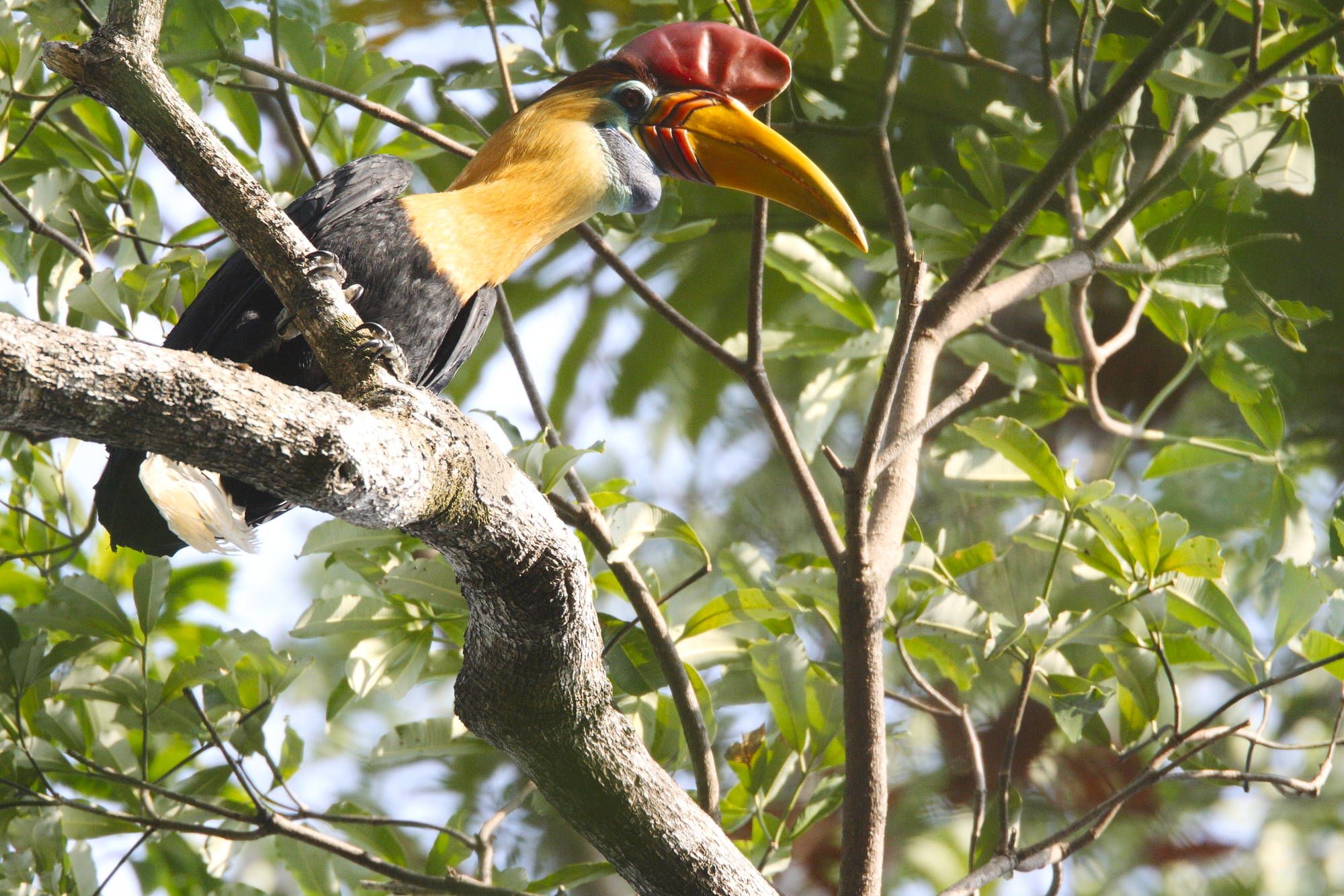 Au pays des Minahasa de Manado: Sulawesi Tangkoko National Park Knobbed hornbill