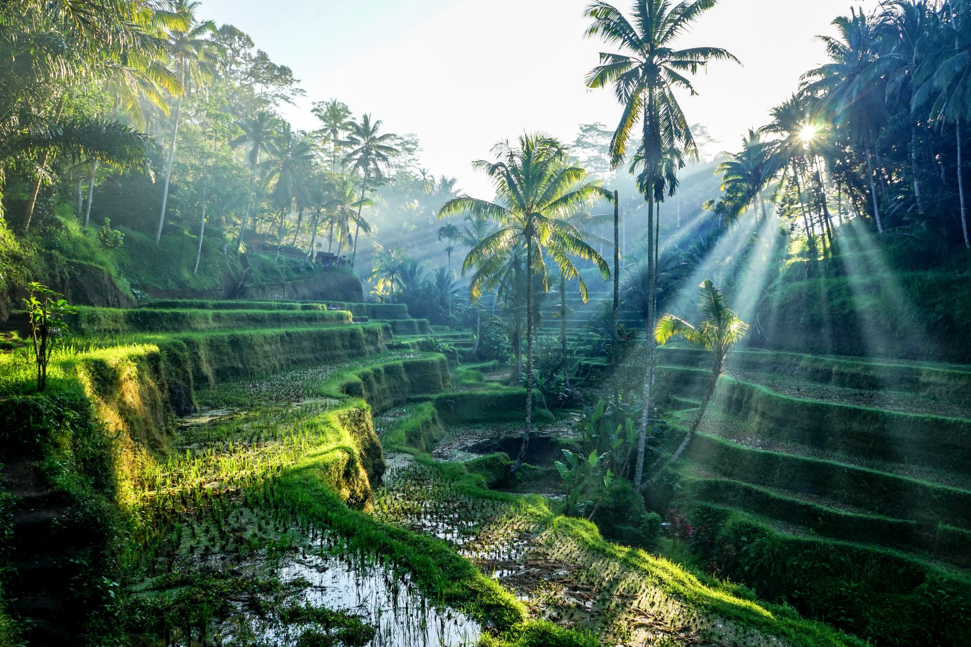 Les hauts lieux de Bali de Sud de Bali: Bali Ubud Rice Terraces