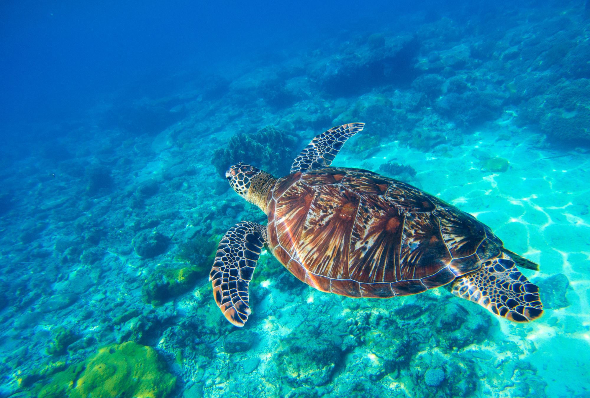 Archipel des Visayas de Negros: Negros Underwater Apo Island
