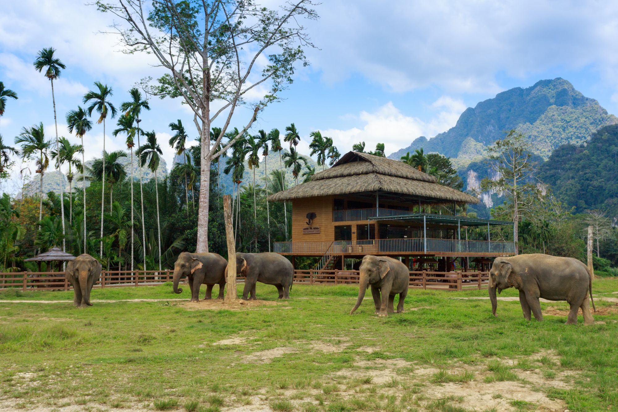 Elephant Hills - 3 jours de Phuket: Elephant Experience at Elephant Hills