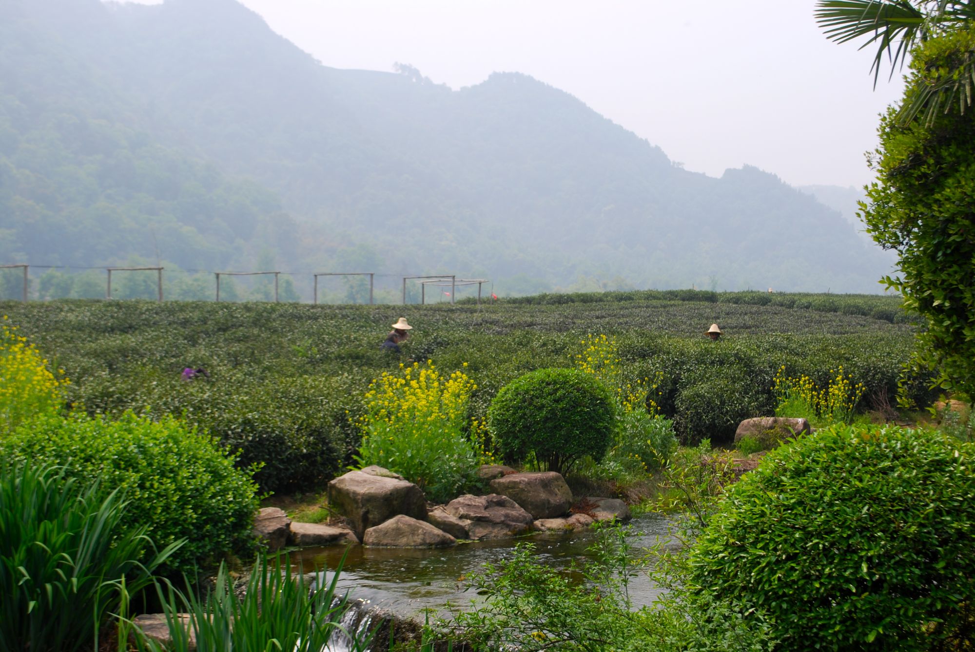 Charmantes cités-jardins et villes d'eau de Shanghai: Hangzhou: Tea plantation